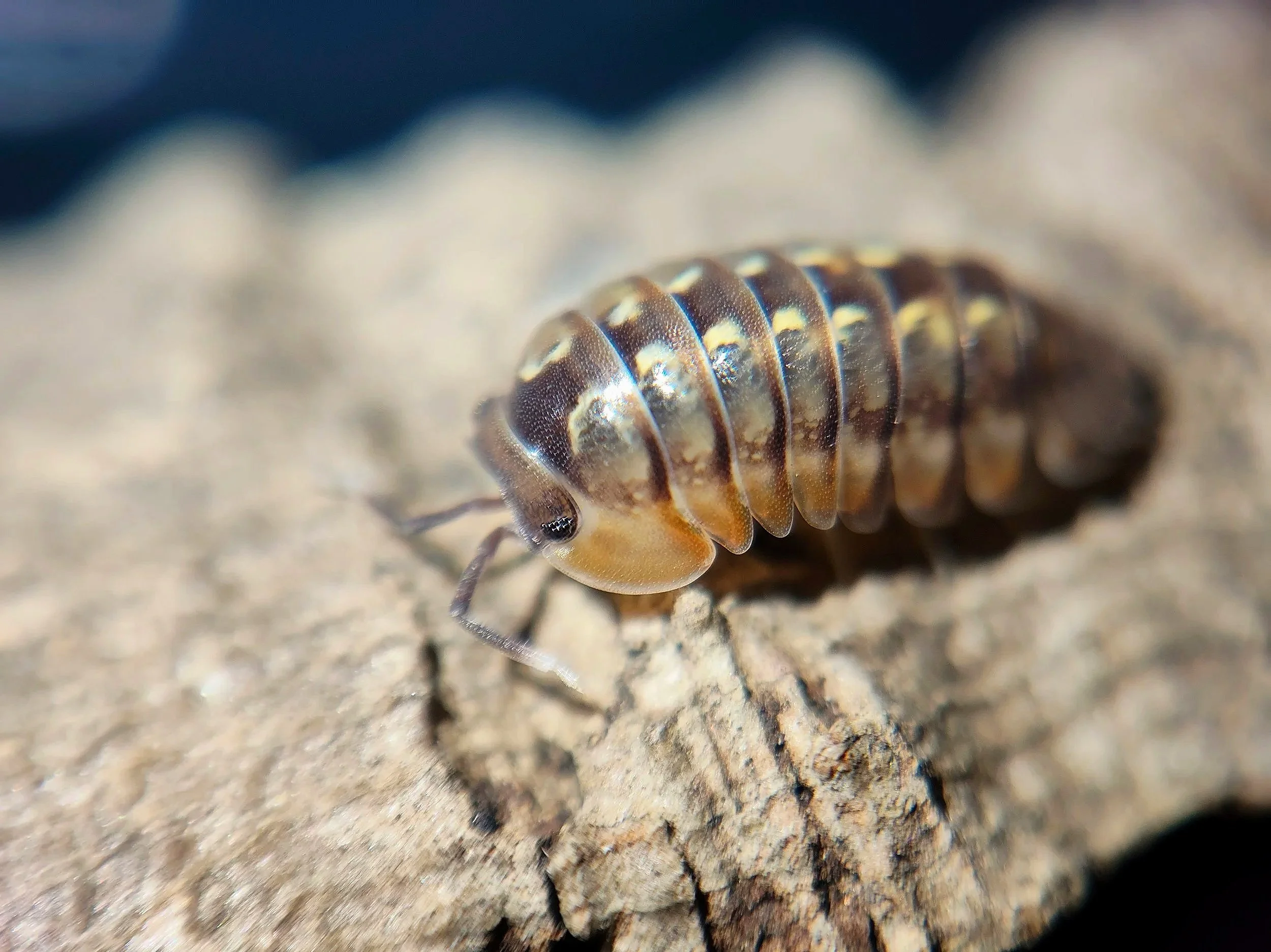 Dryadillo Dream Isopod