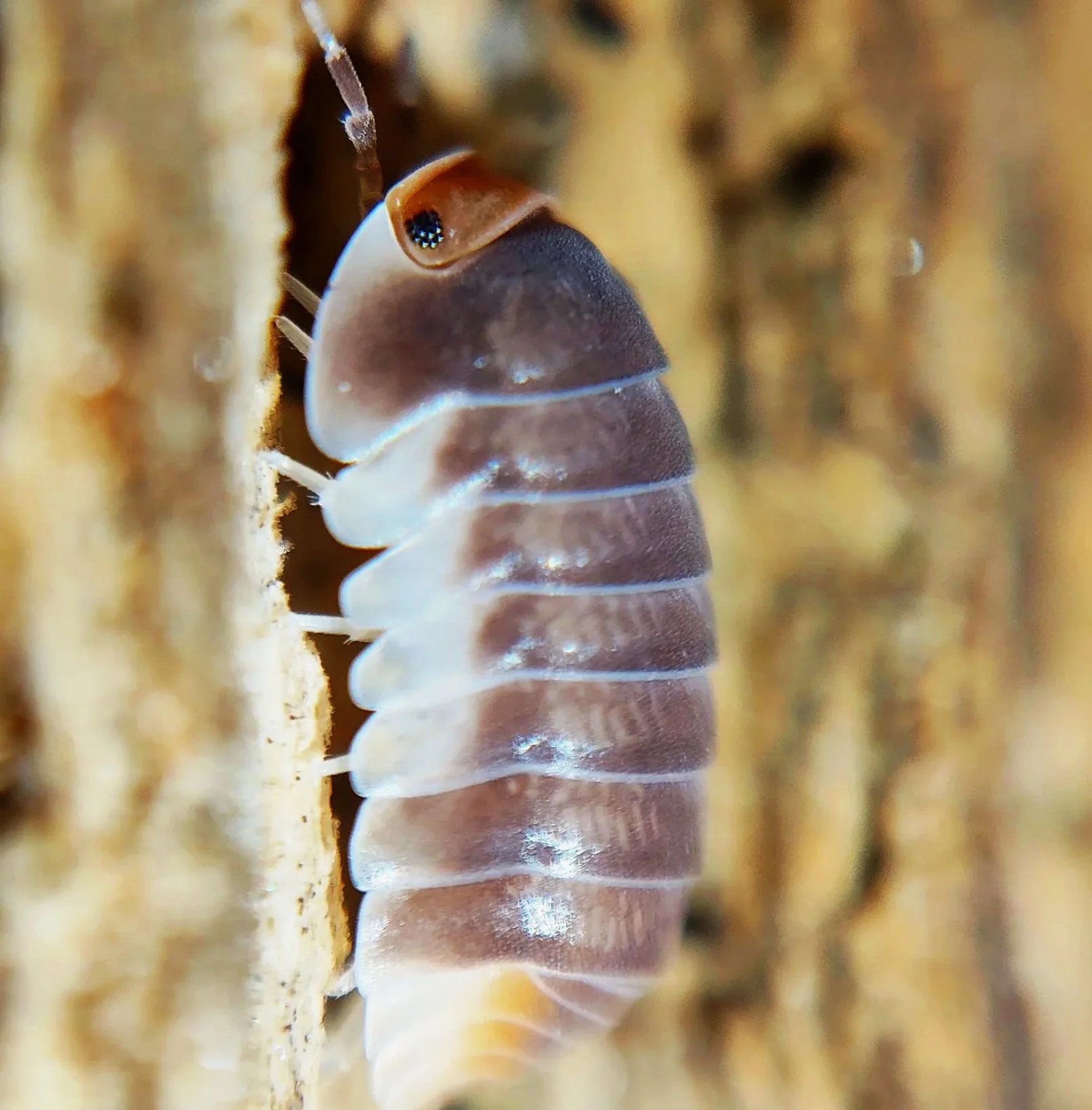 cubaris pak chong isopods for sale uk