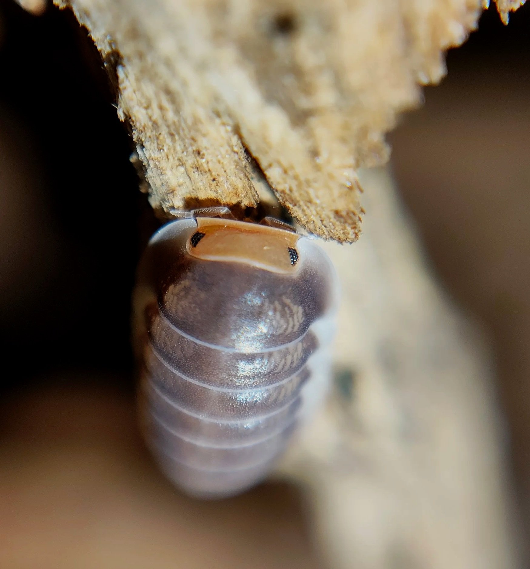 cubaris pak chong isopods for sale uk isopod breeder