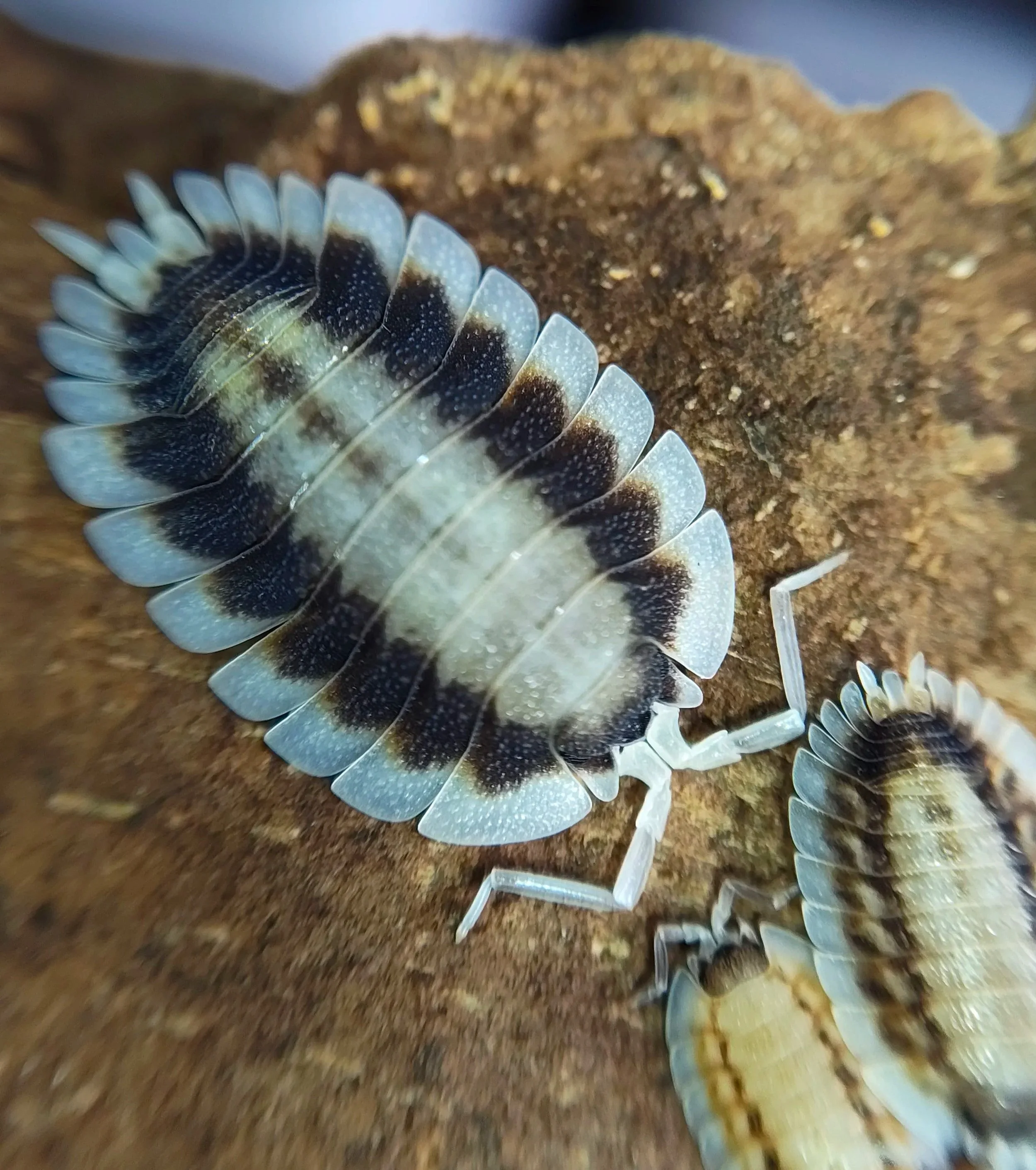 porcellio werneri silverback isopods for sale uk