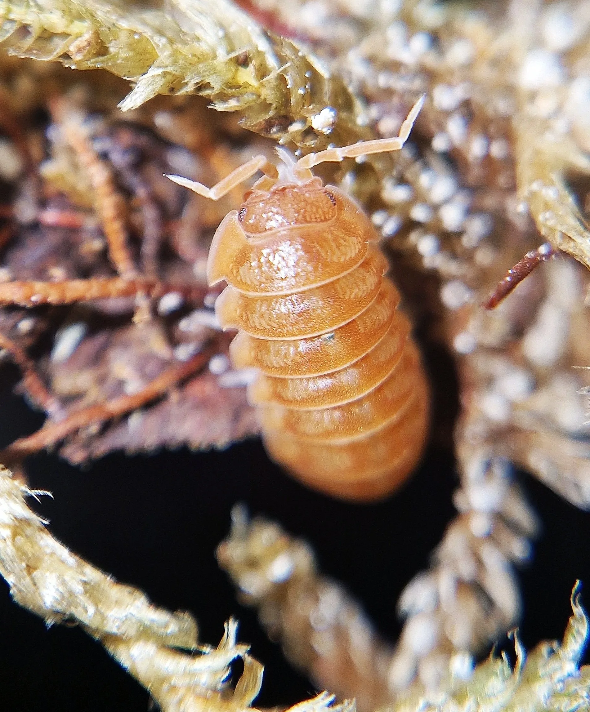 armadillidium nasatum orange isopods uk