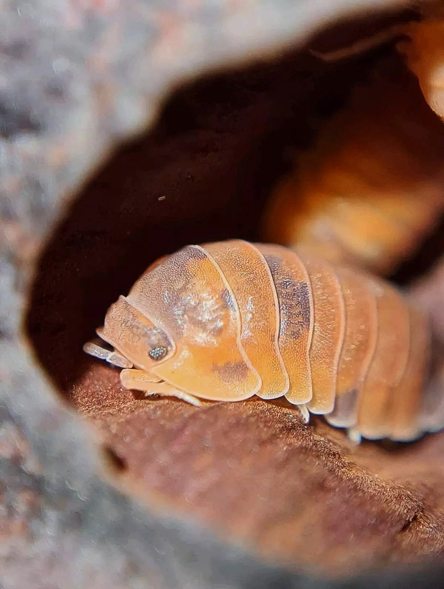 Cubaris Murina Anemone Isopod