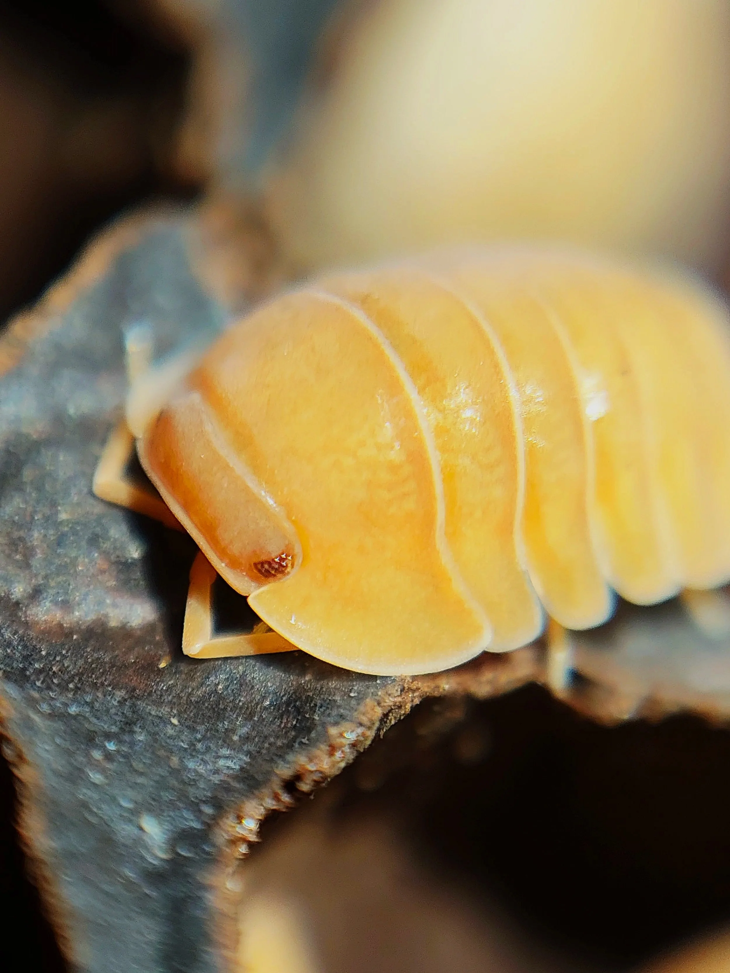 Cubaris giant mandarin isopods