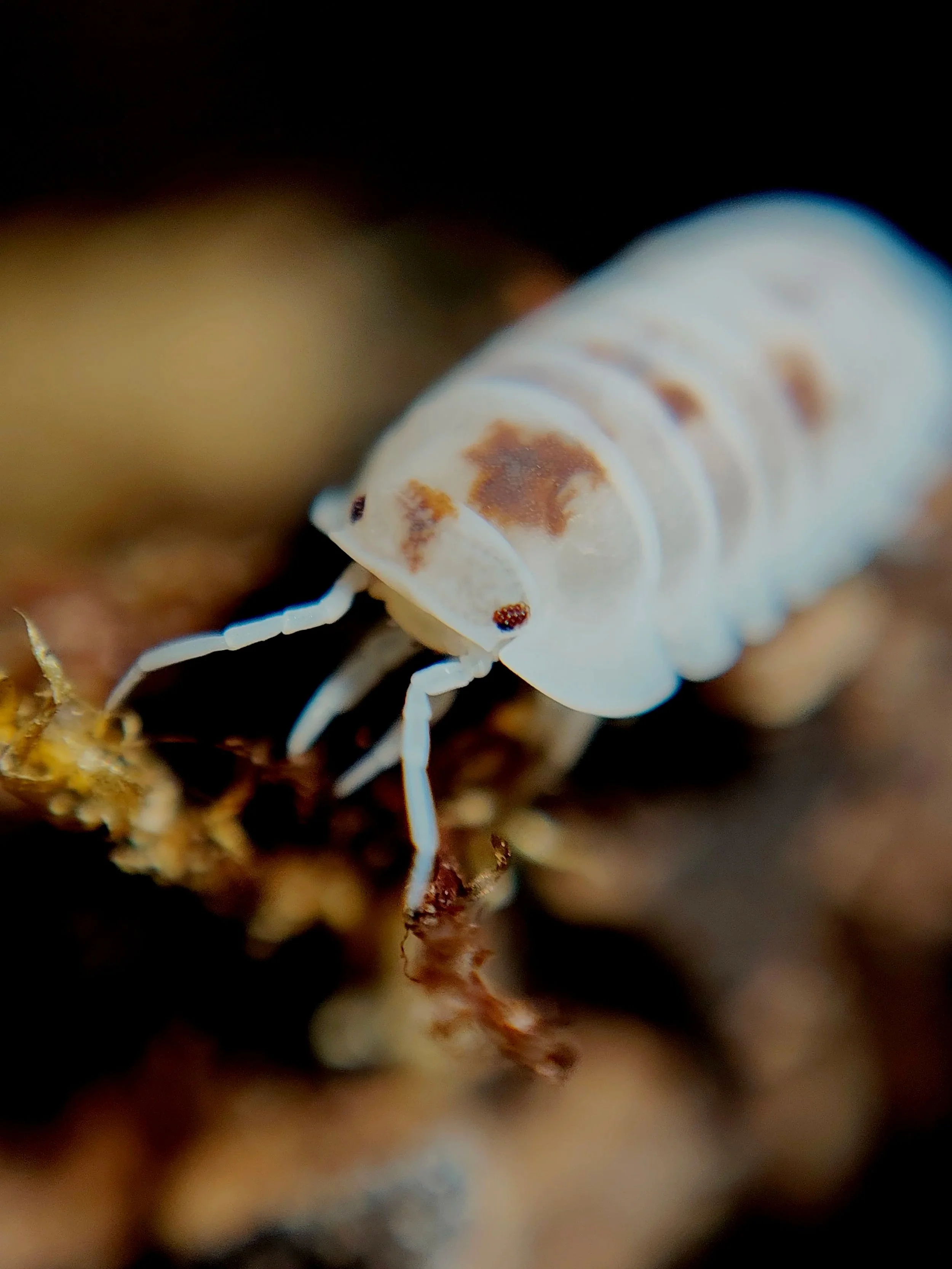cubaris murina pearls rare isopod