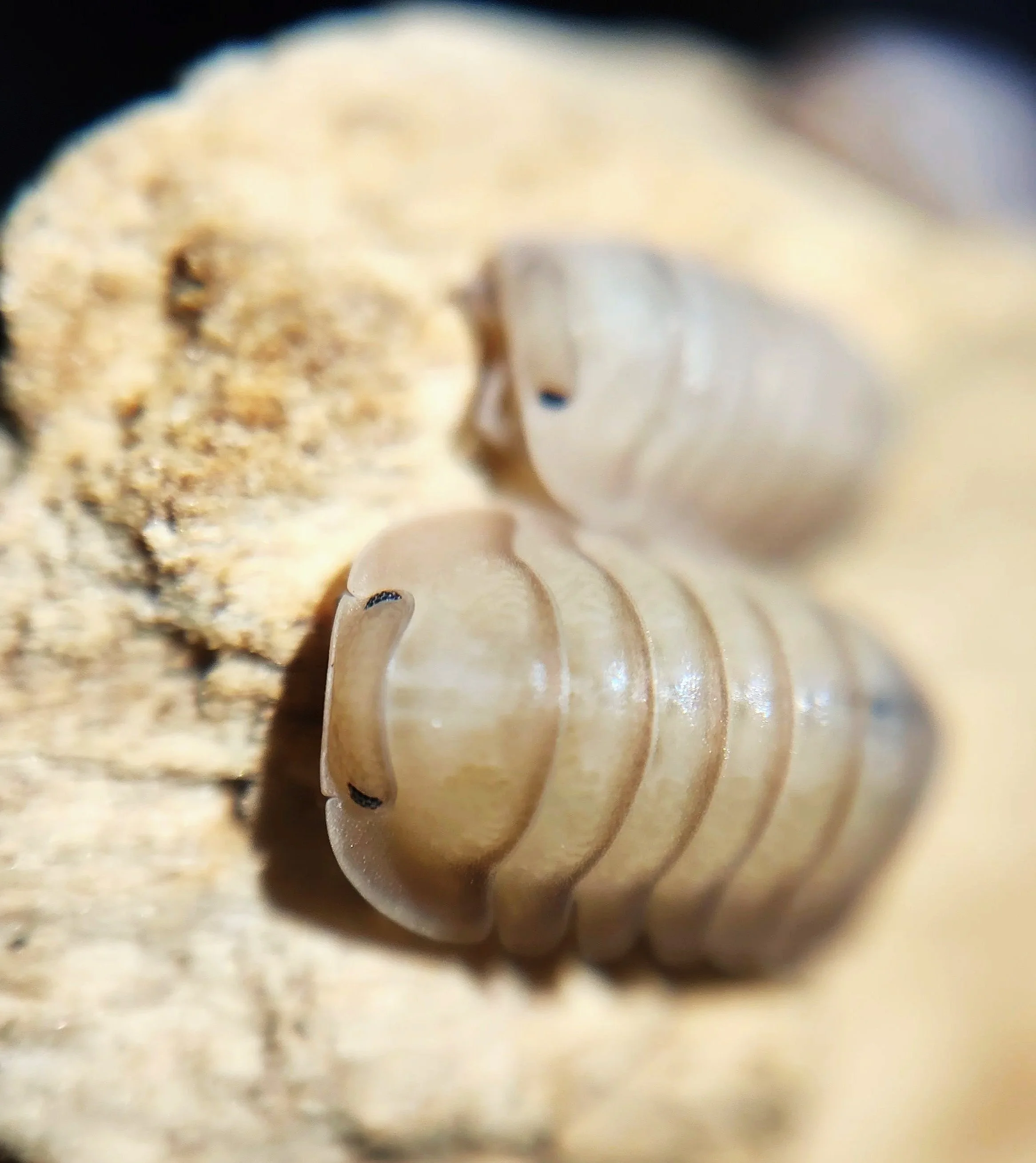 Cubaris Thai Blue Angel Isopods