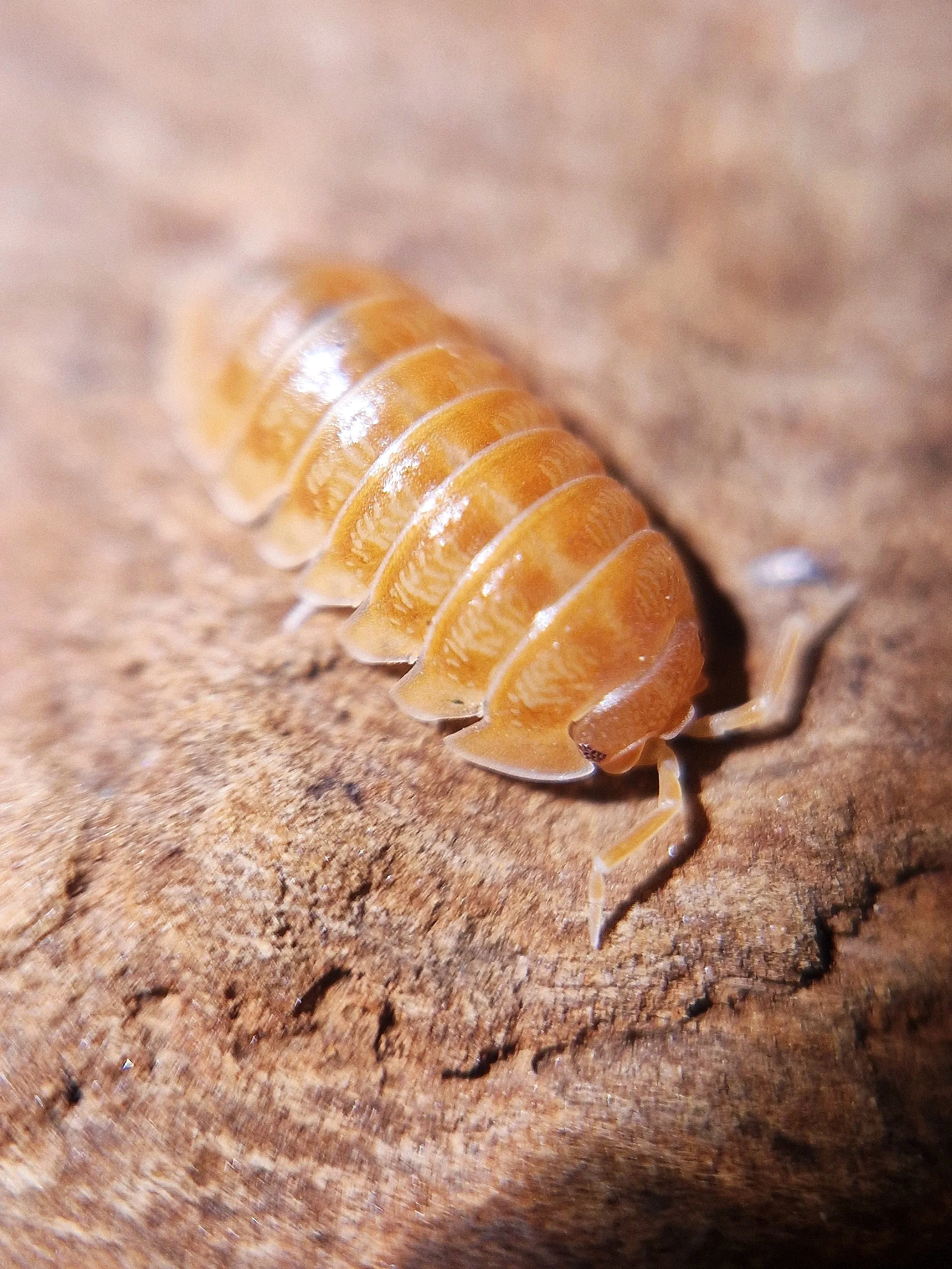 armadillidium nasatum orange isopods uk