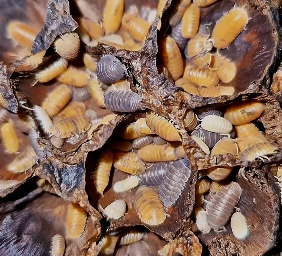 Cubaris Murina Morph Mix isopods for sale uk