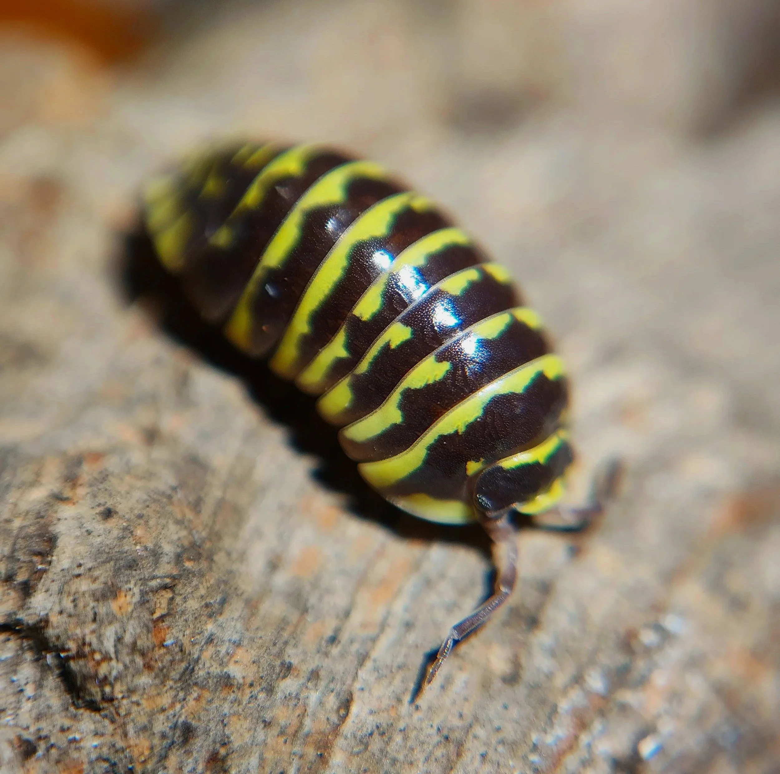 armadillidium maculatum yellow zebra isopod cheap isopods for bioactive enclosures