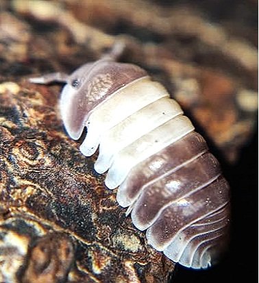 Cubaris Panda King Isopod