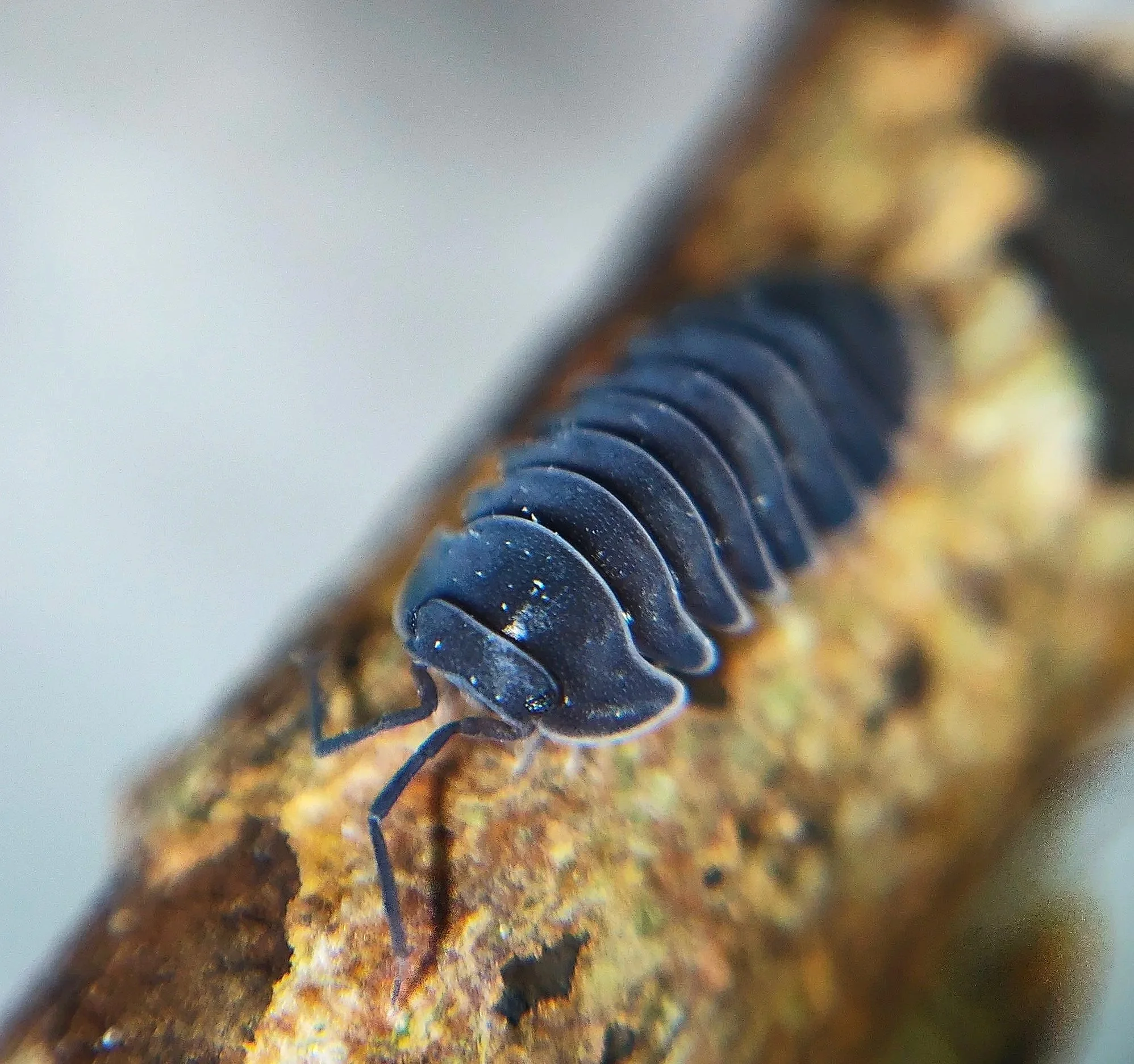 ardentiella black hole isopod