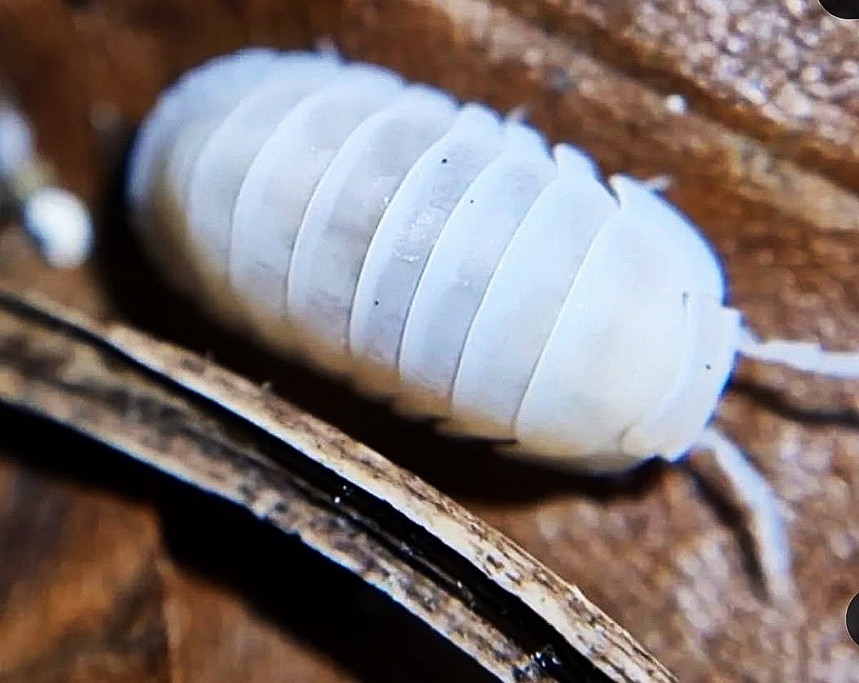 Cubaris Murina Glacier Isopod