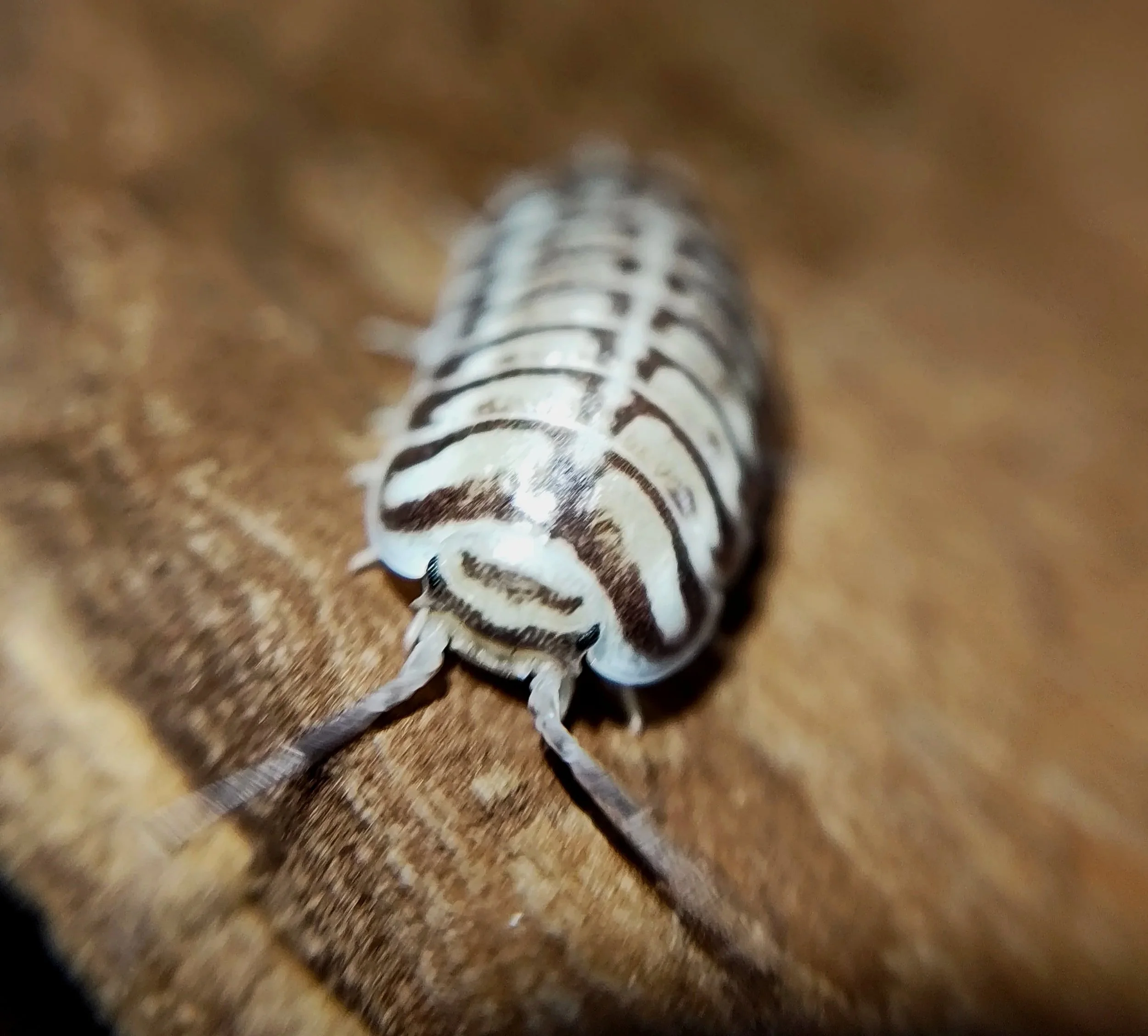 xeroniscus seigfriedhuberi isopods uk rare isopods for sale uk
