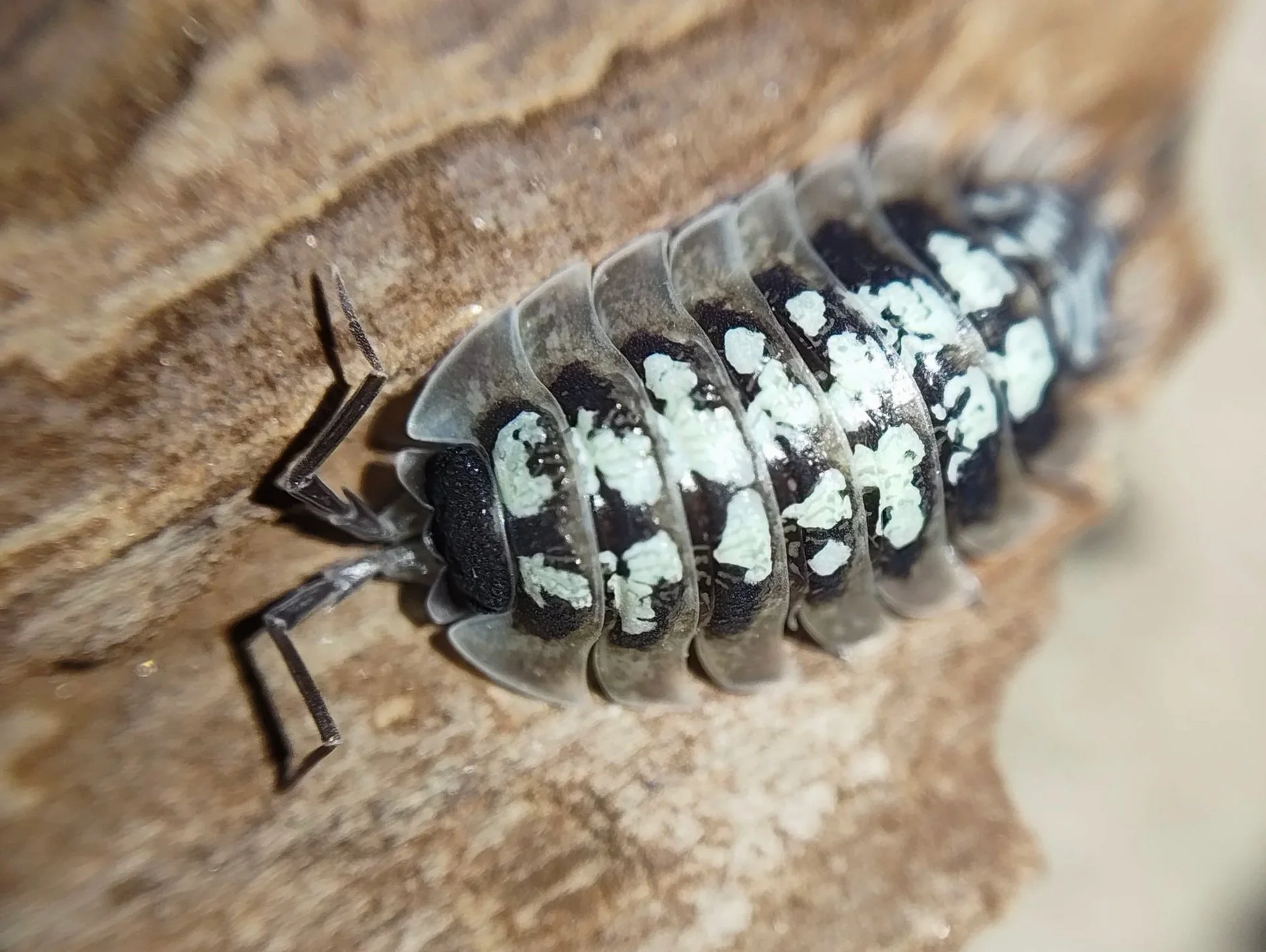 porcellio tortonesei isopods for sale uk