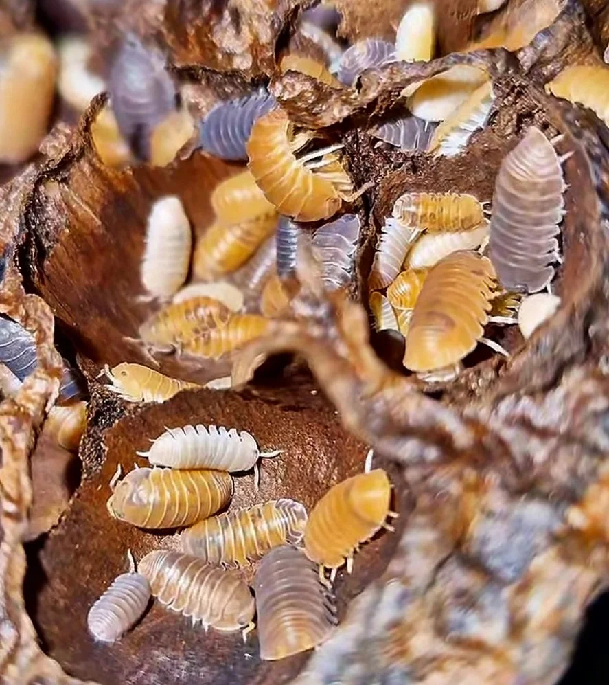 Cubaris Murina Morph Mix isopods for sale uk