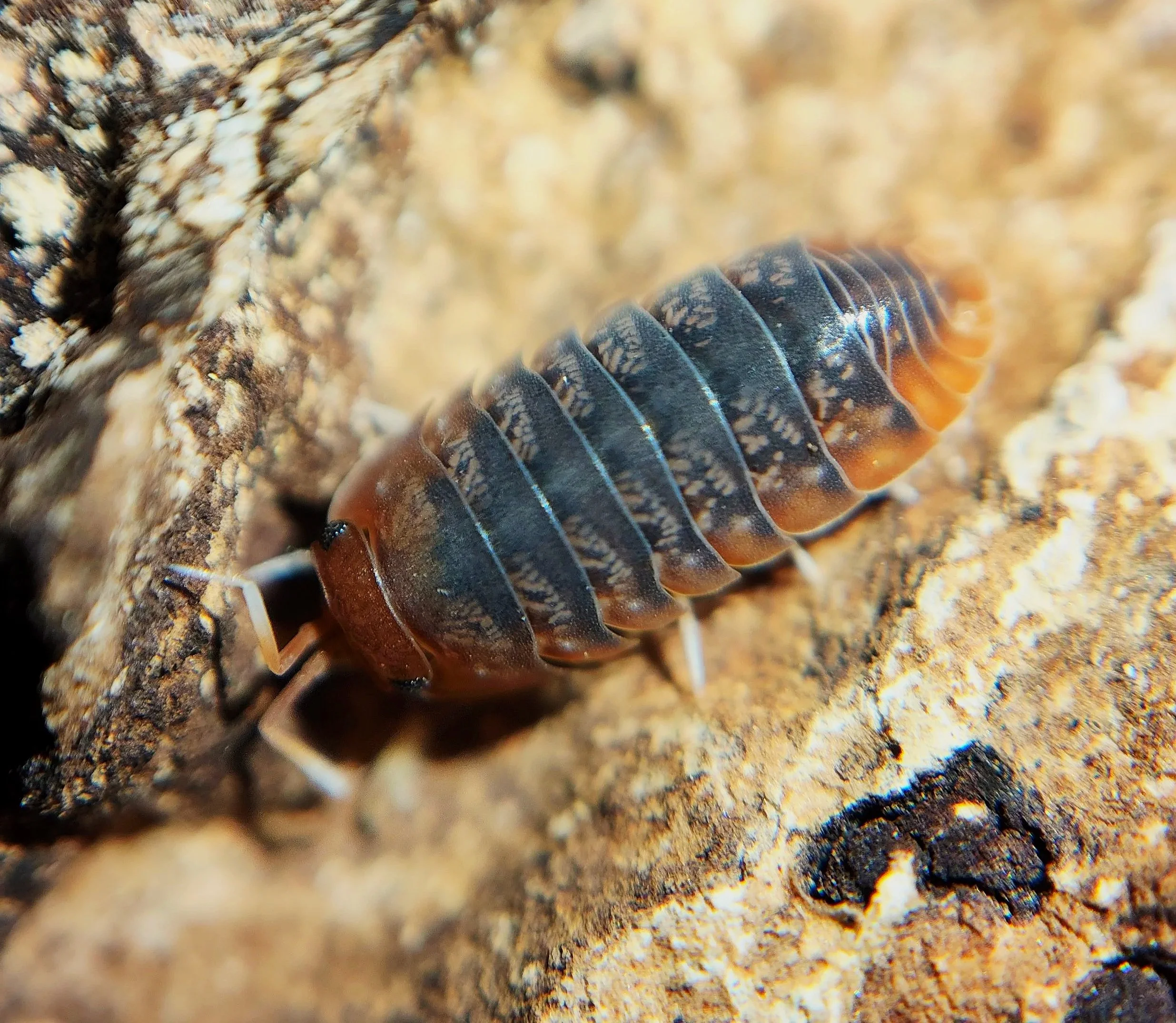 Sinodillo Vietnam Isopod