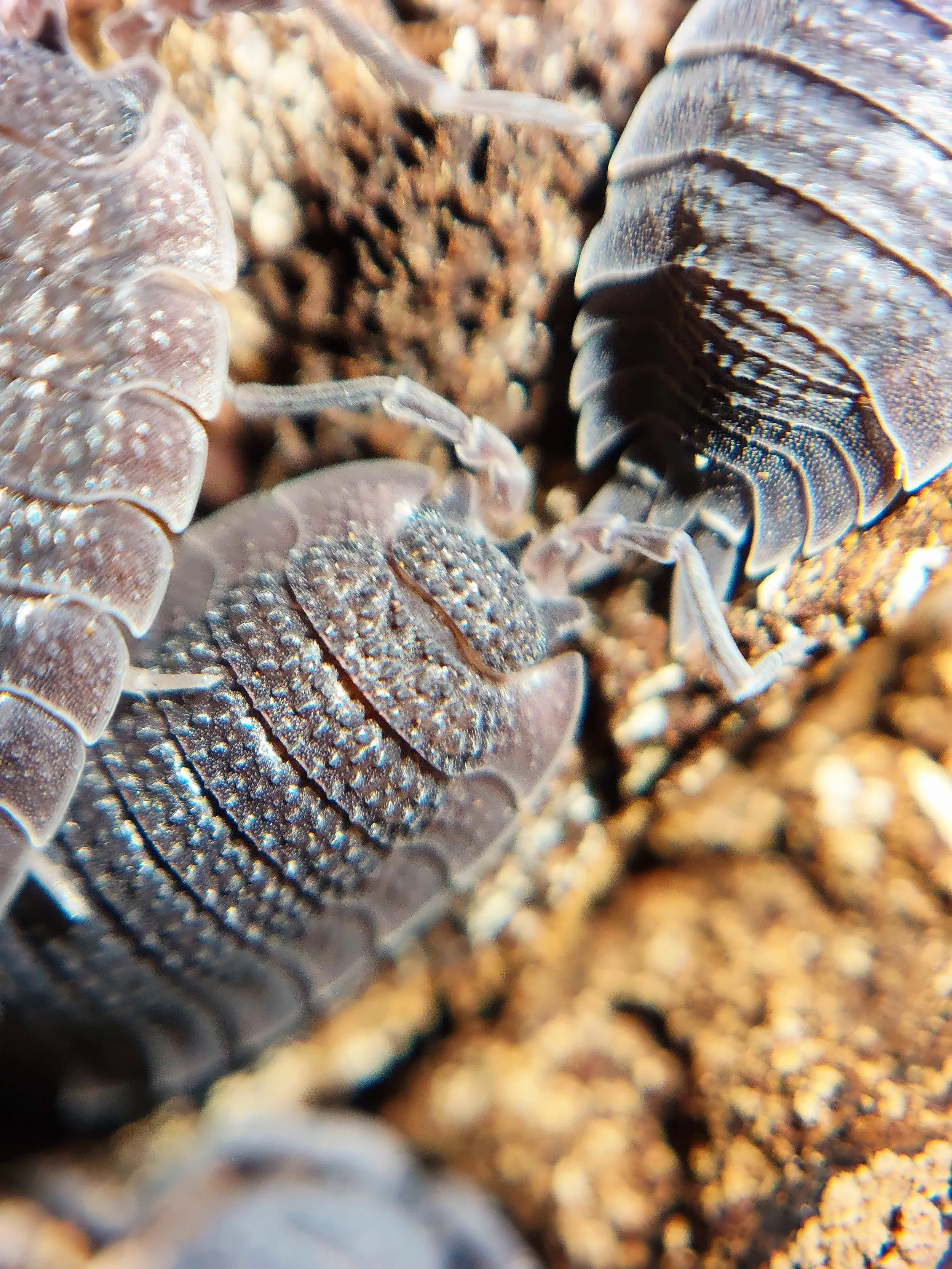 Porcellio Echinatus Shark Skin Isopods uk