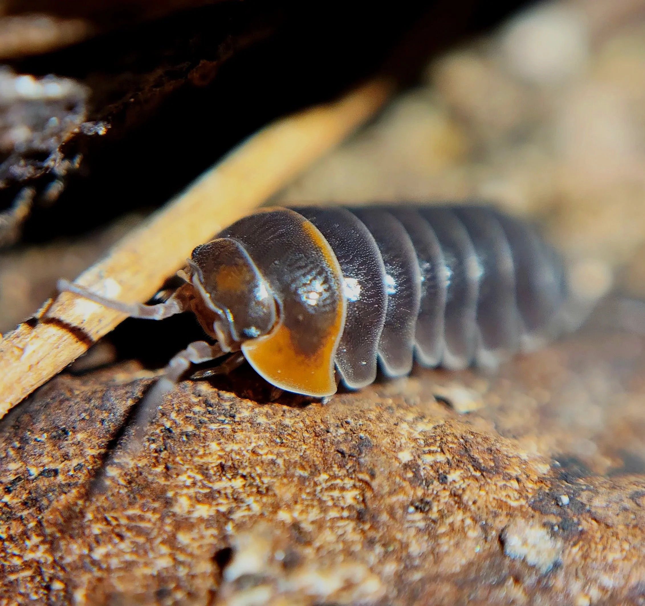 Armadillidium Flavoscutatum Redhead Isopod