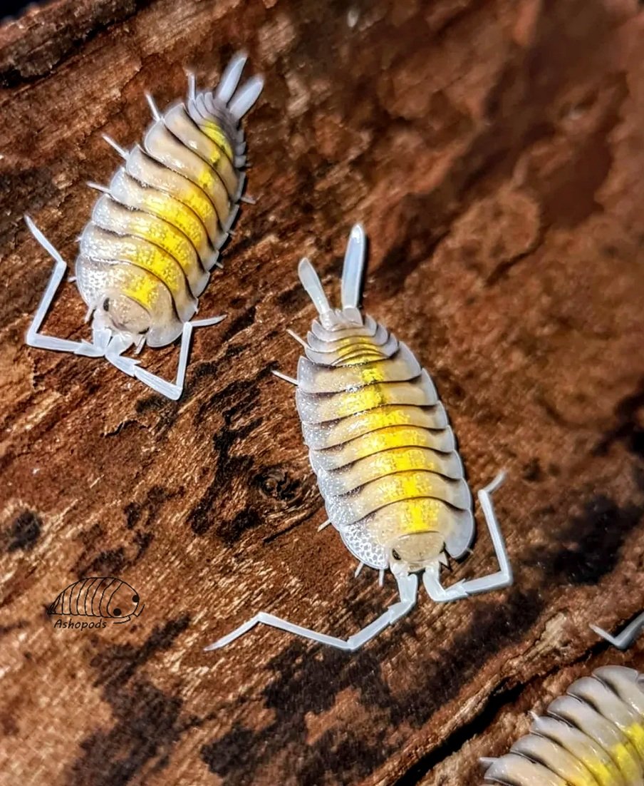 isopods for sale in the uk porcellio bolivari yellow ghost