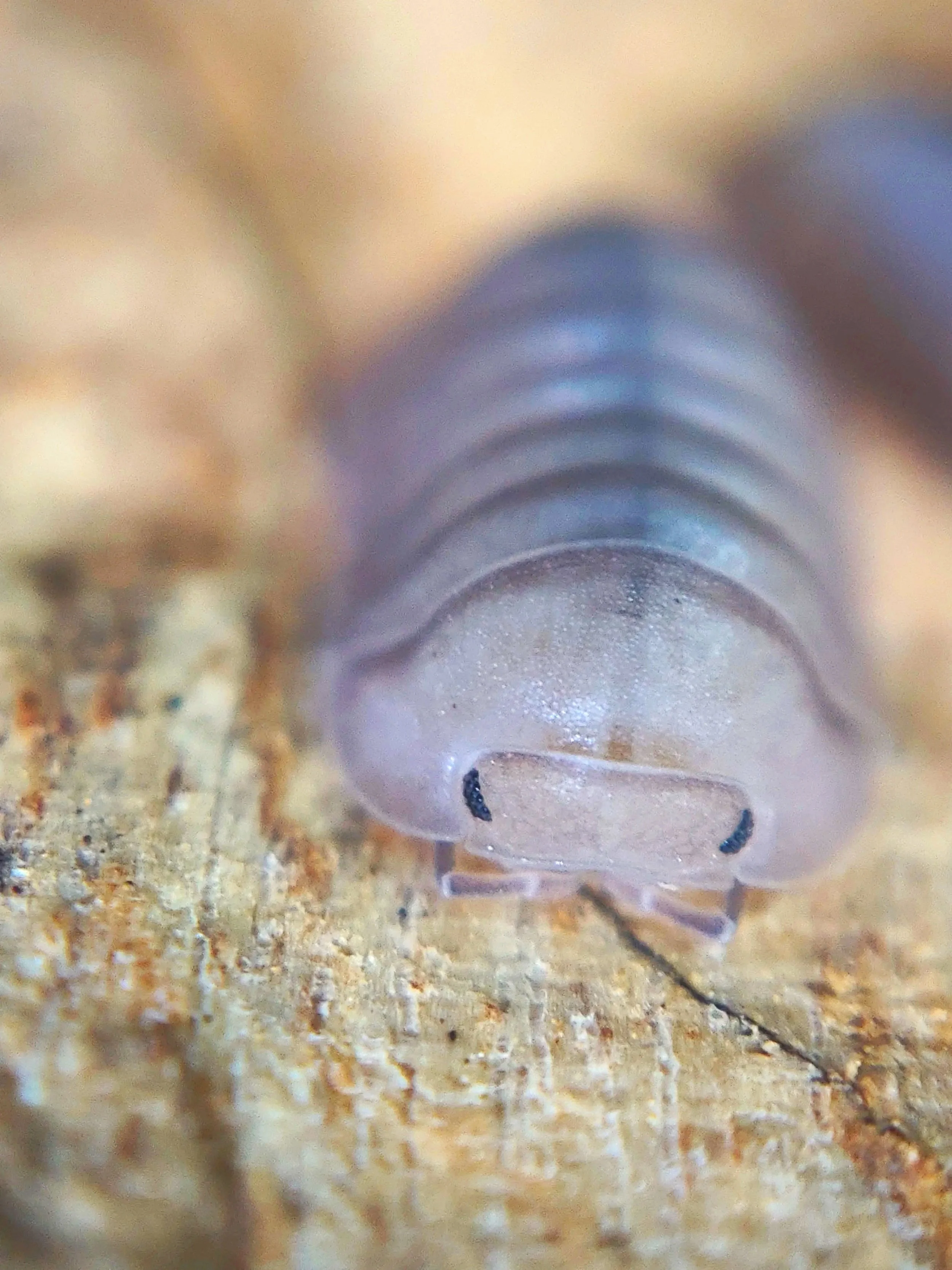 Cubaris Thai Blue Angel Isopods