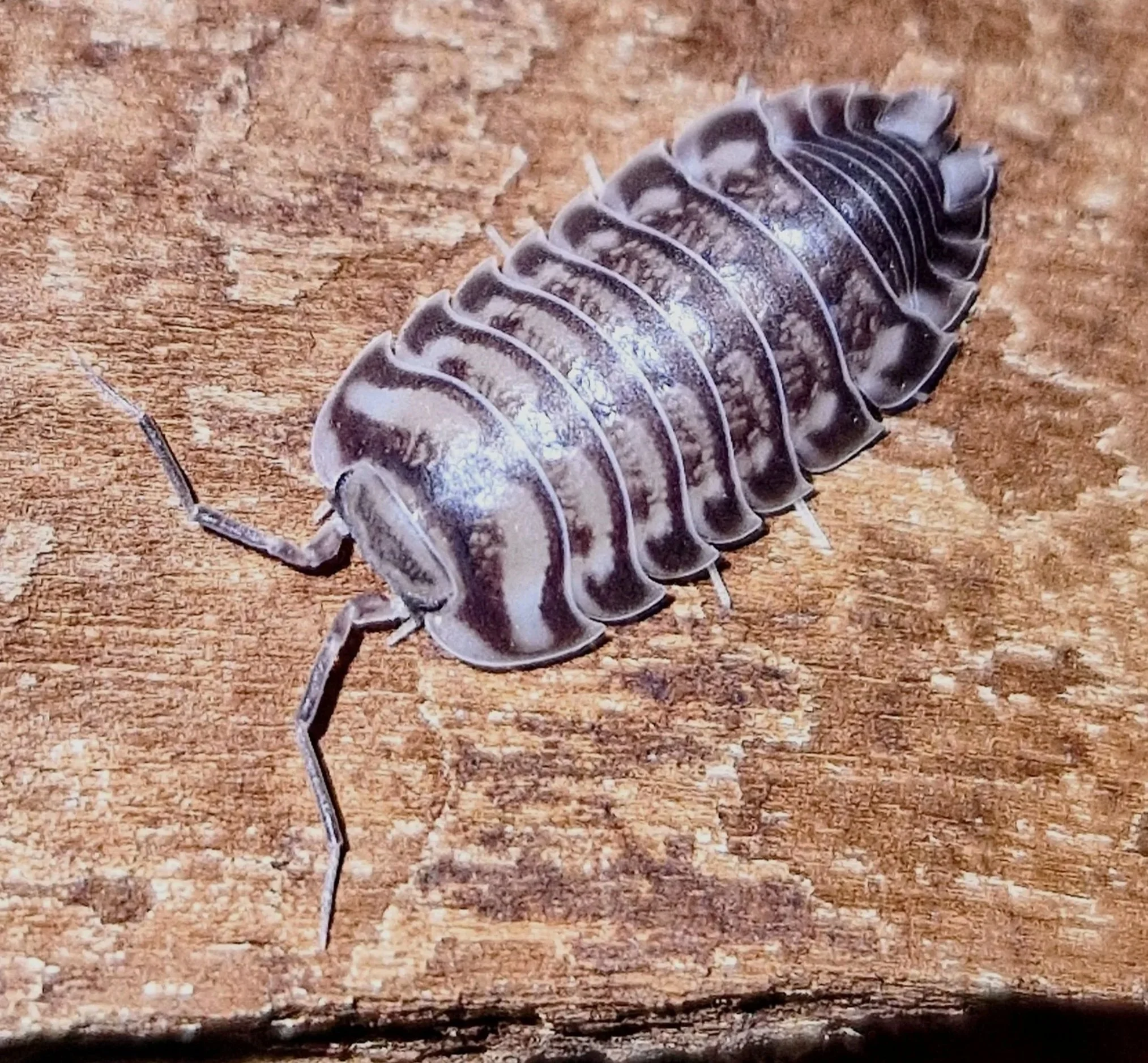 xeroniscus seigfriedhuberi isopods rare isopod exotic cheap bioactive invertebrates