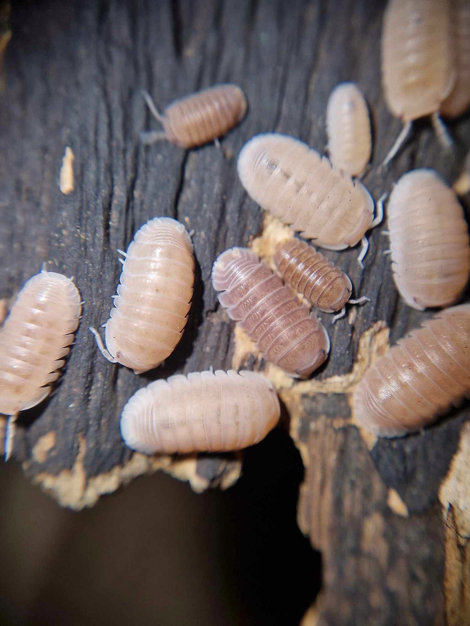 Cubaris Murina Papaya Isopods on piece of cork bark