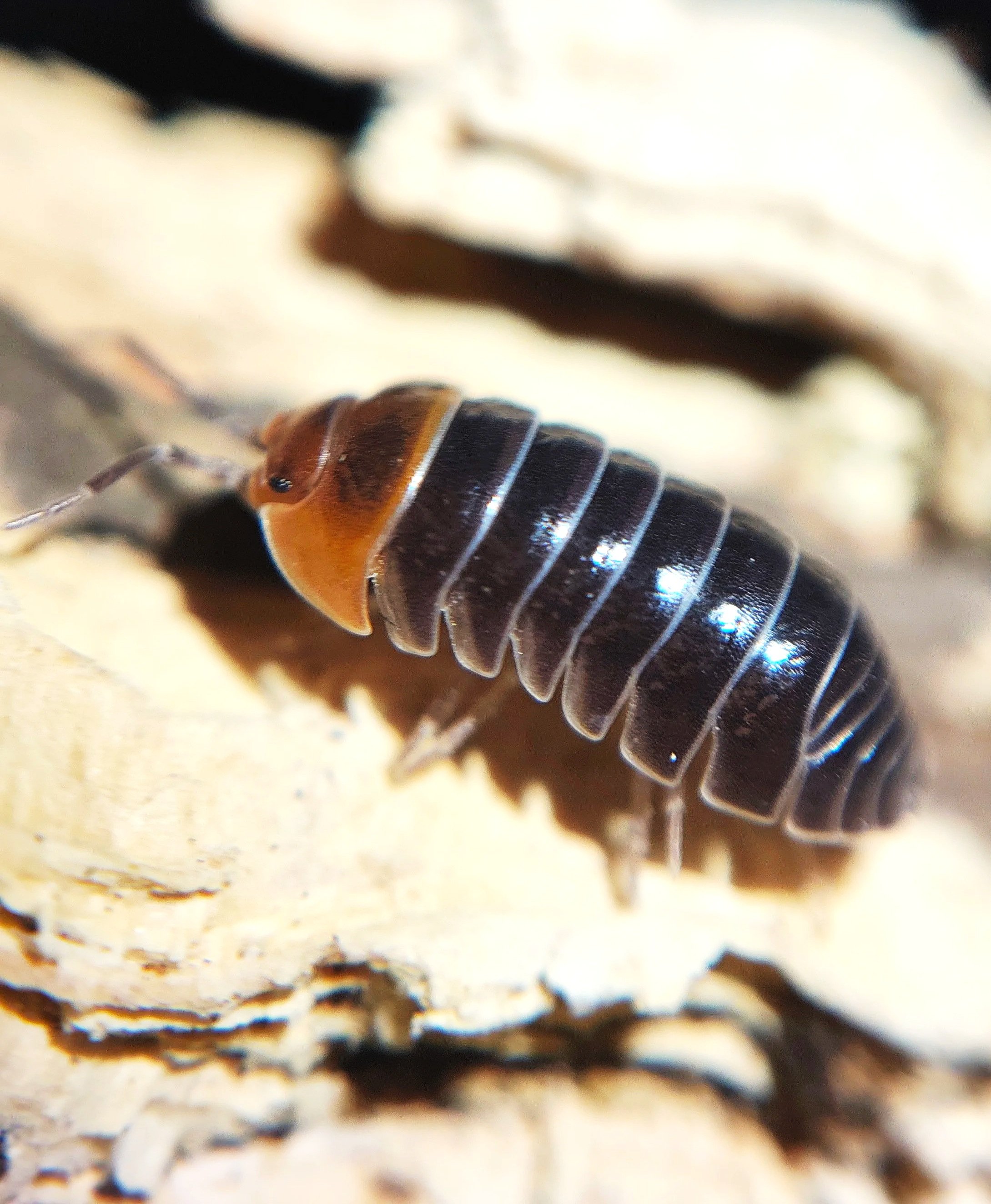 Armadillidium Flavoscutatum Redhead Isopod