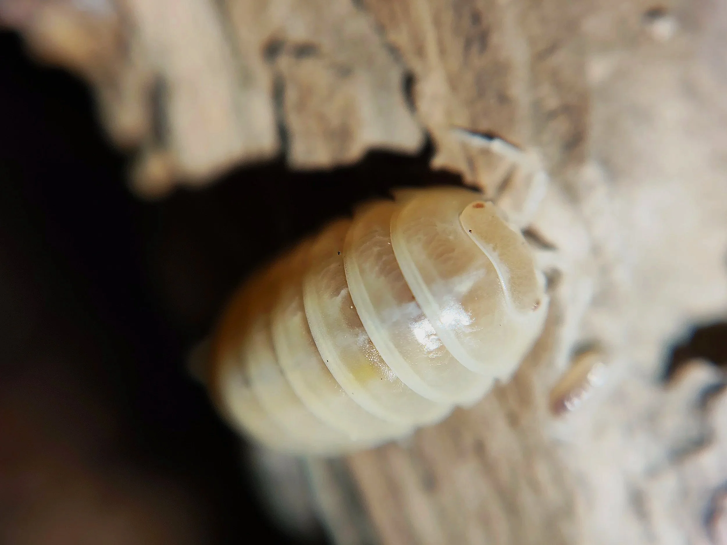 Armadillidium Vulgare T+ Albino Isopod