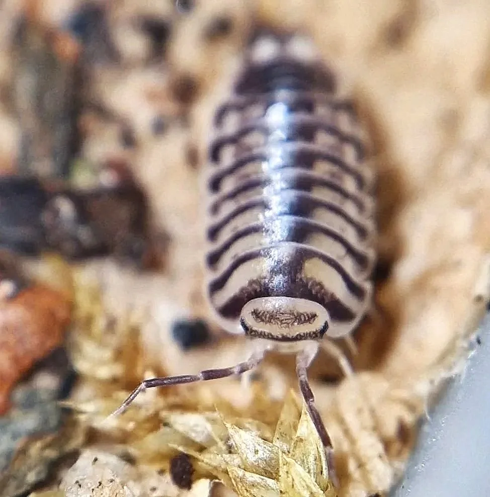 xeroniscus seigfriedhuberi isopods rare isopod exotic cheap bioactive invertebrates