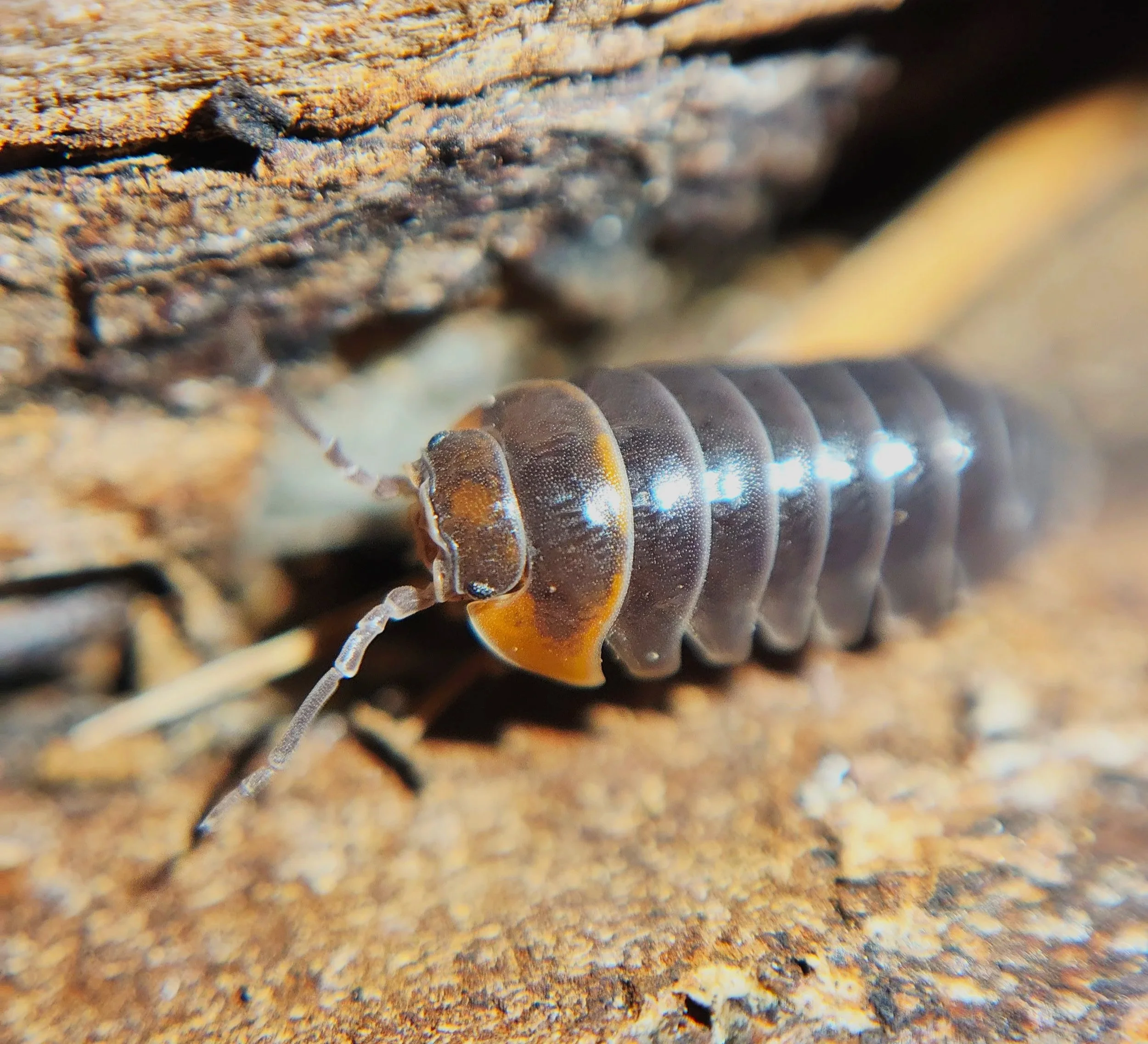 Armadillidium Flavoscutatum Redhead Isopod