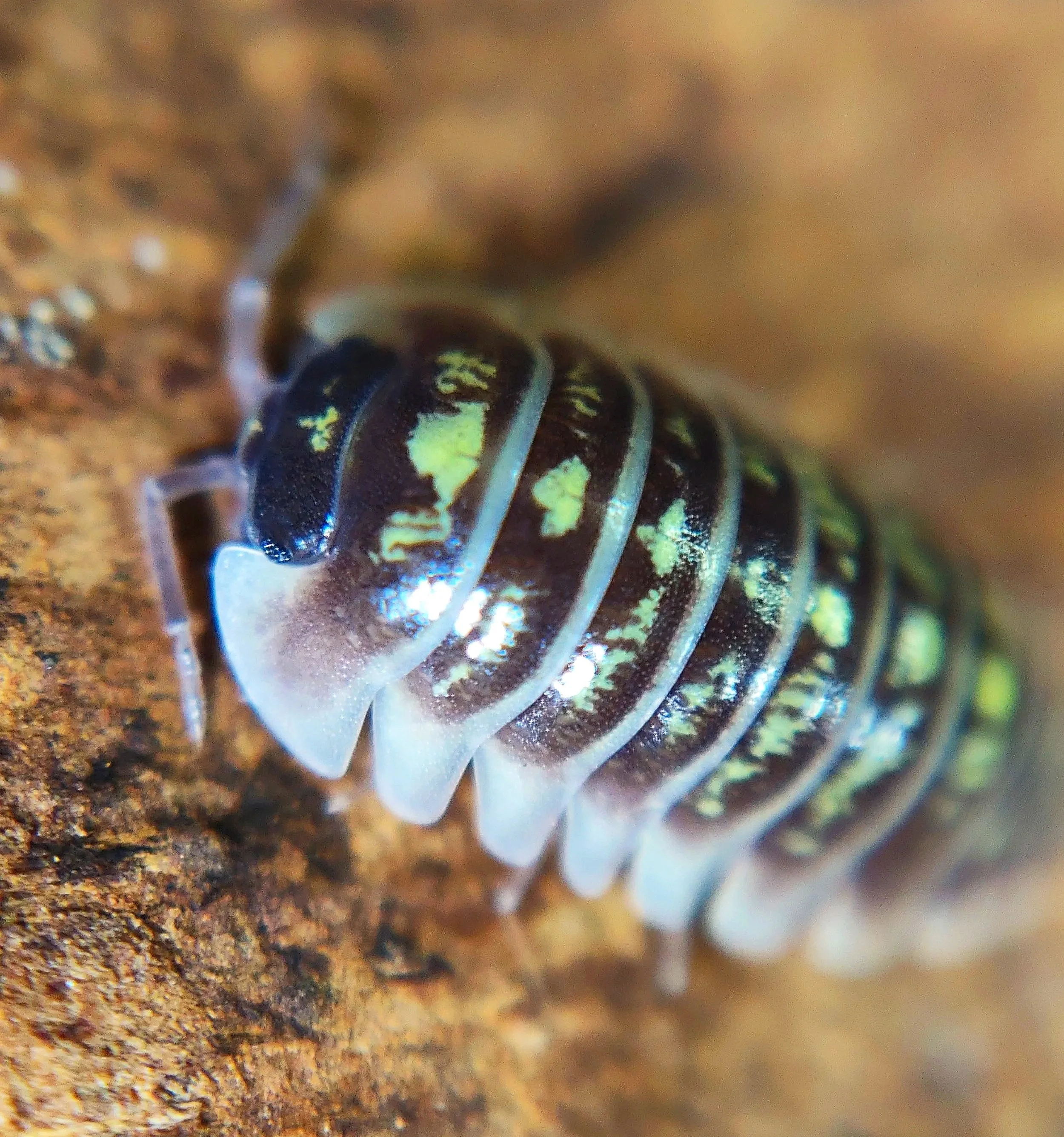 armadillidium ruffoi bright isopods