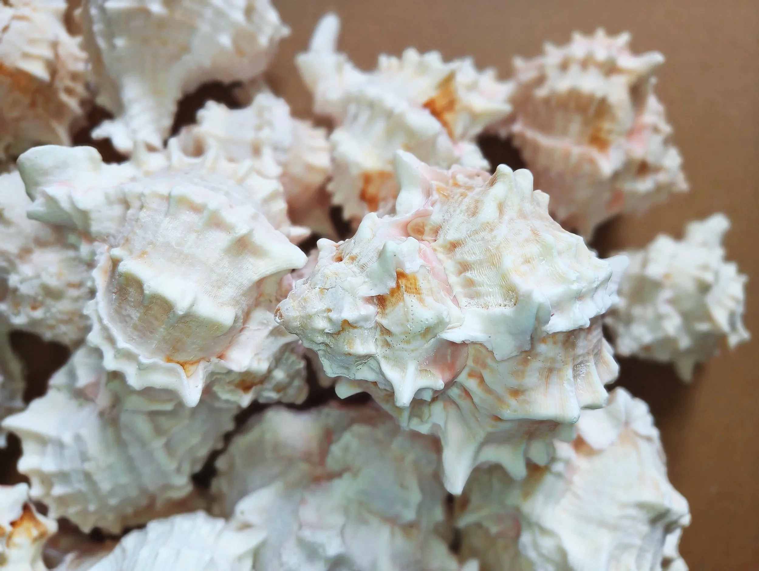pink murex shells for isopods and other inverts uk supplies for isopods
