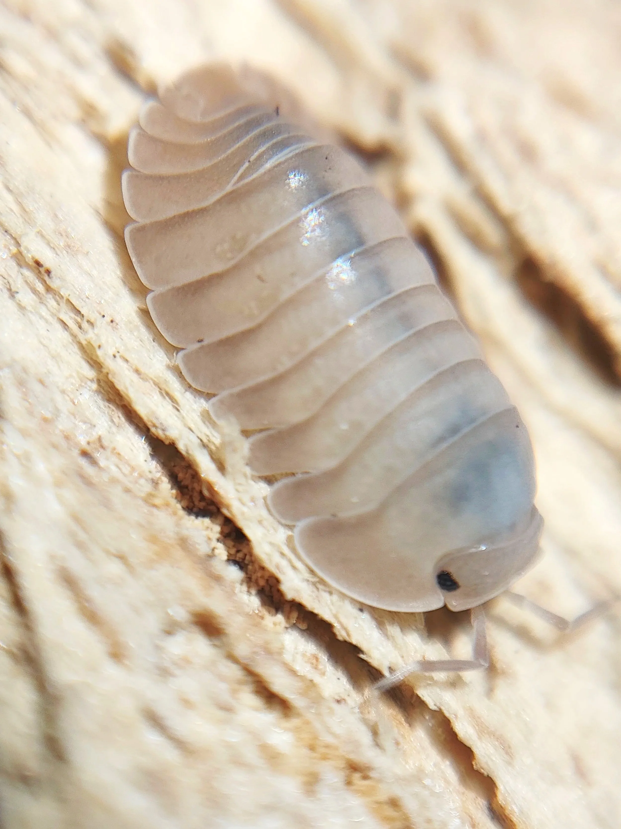 Cubaris Thai Blue Angel Isopods