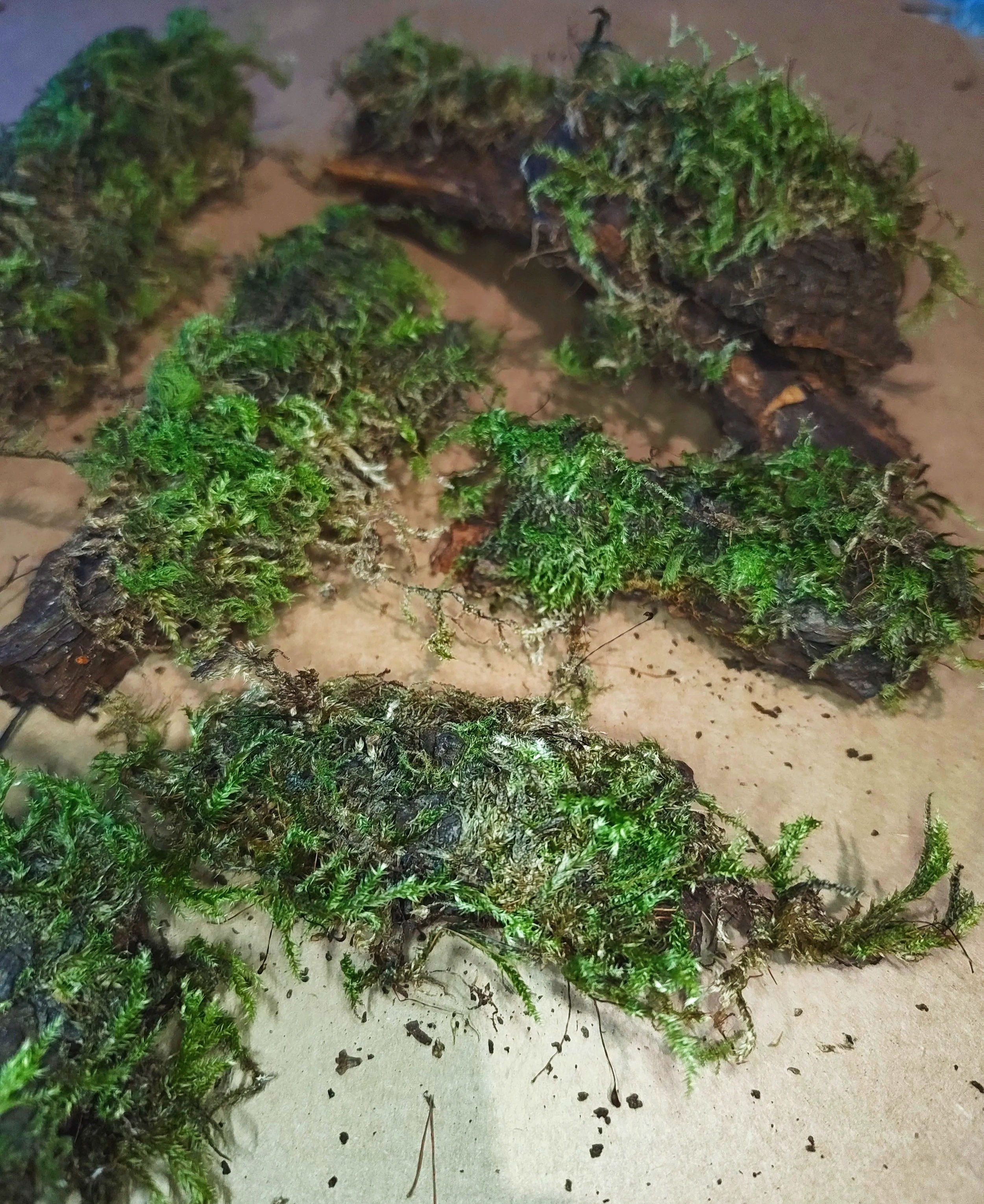 mossy bark for isopods