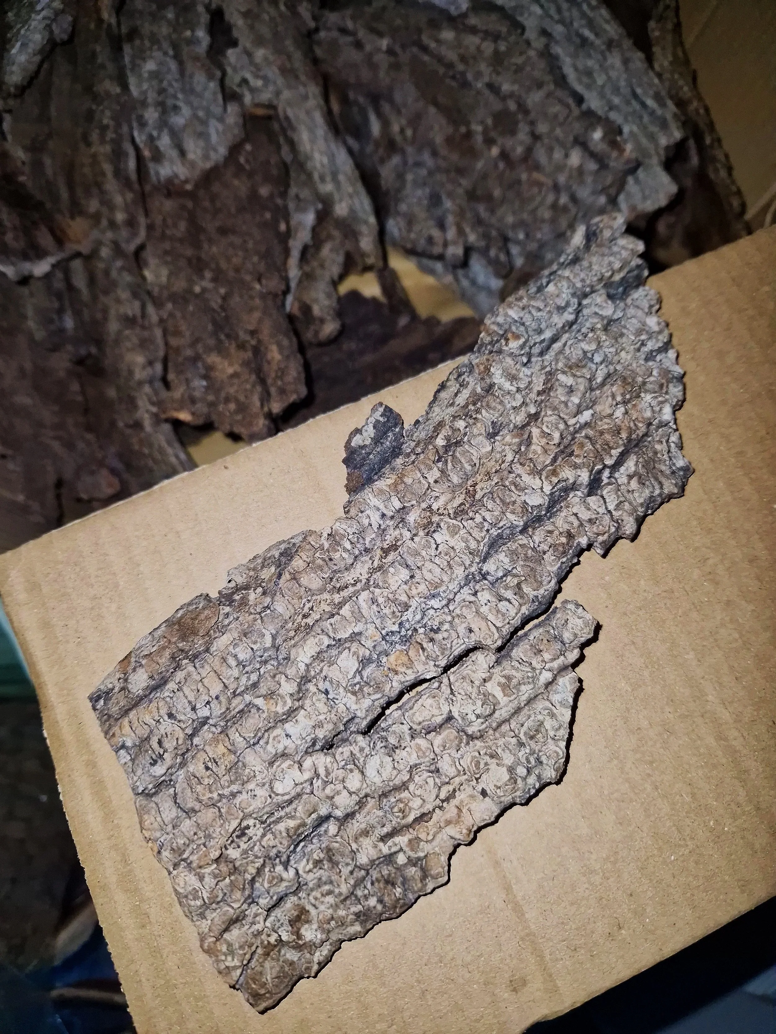 Natural flat cork bark pieces for isopods and other invertebrates