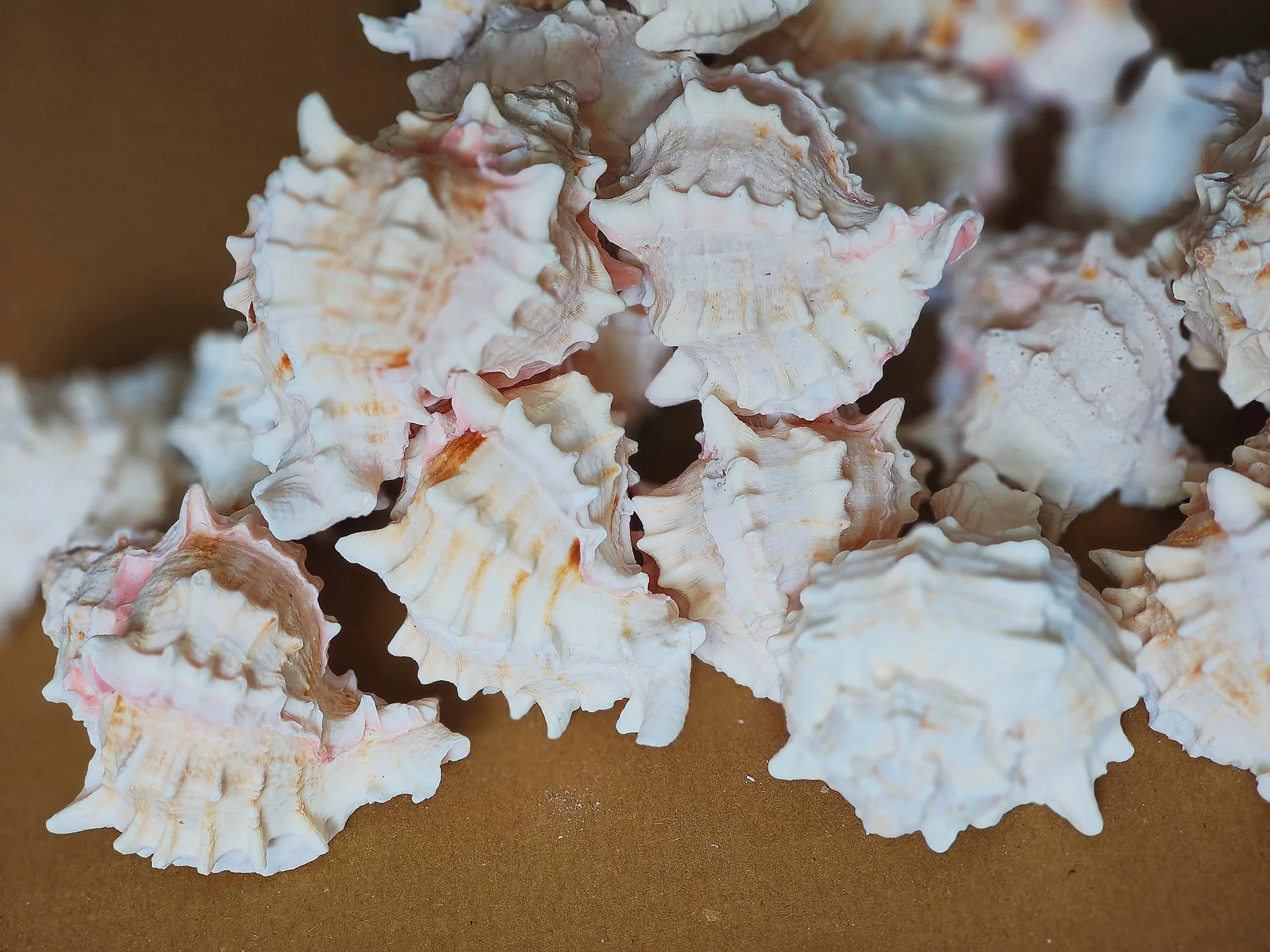 pink murex shells for isopods and other inverts uk supplies for isopods