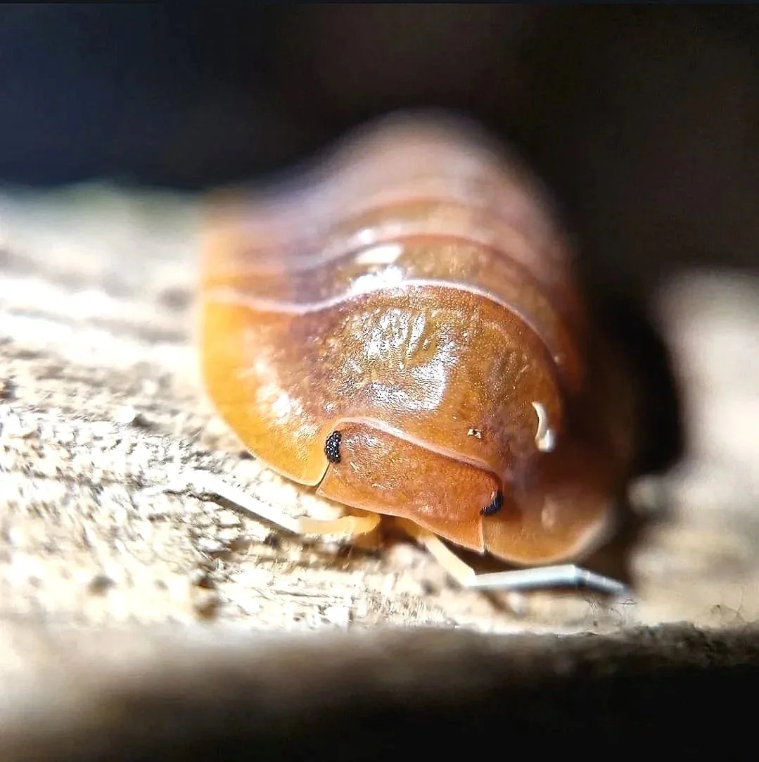 Troglodillo Vex Isopod