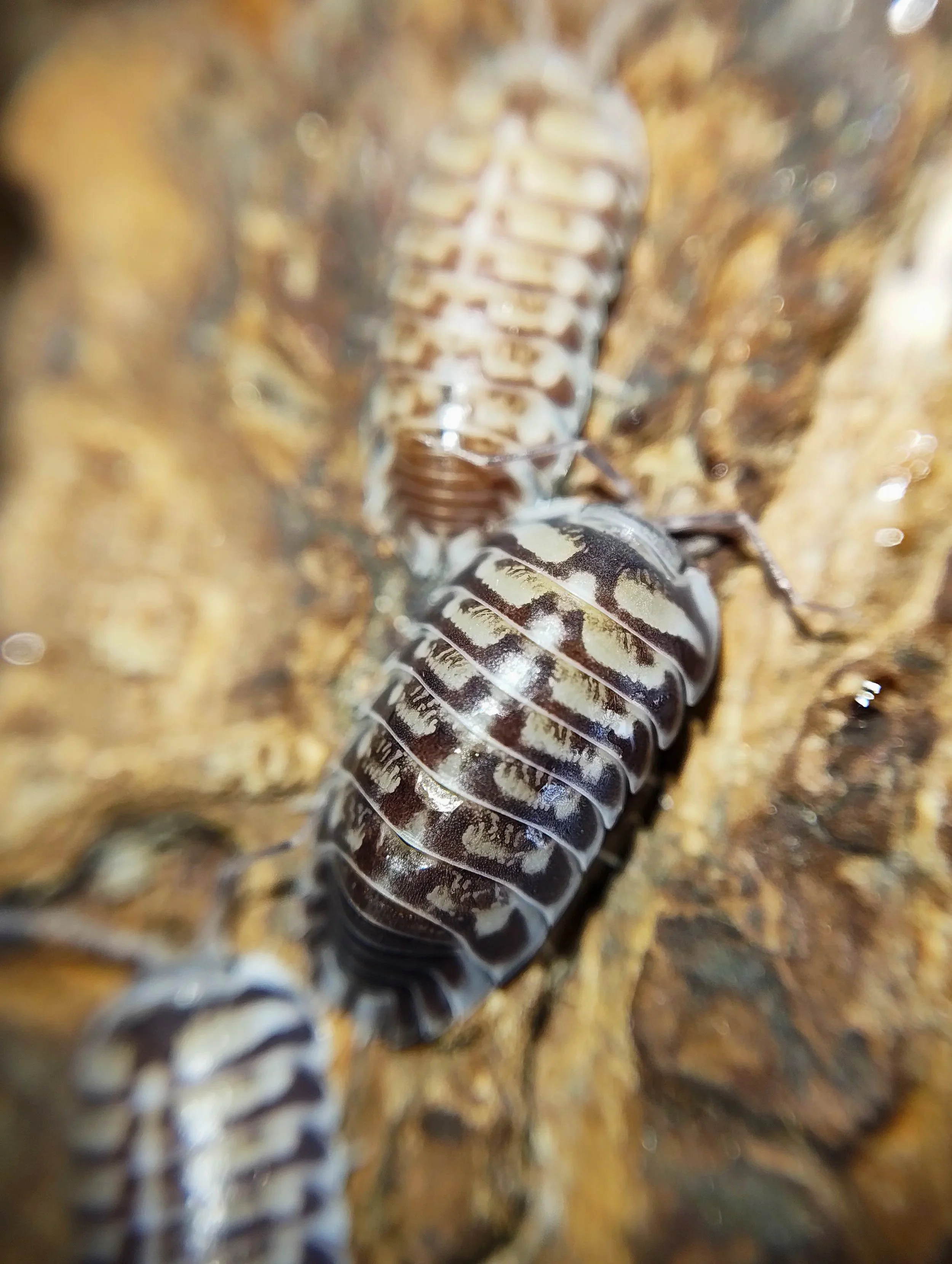 xeroniscus seigfriedhuberi isopods uk rare isopods for sale uk