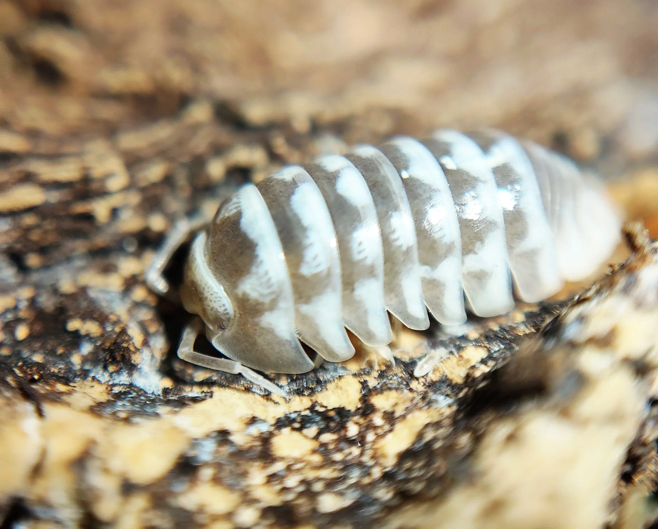 Armadillidium Maculatum Chocolate Zebra Isopod