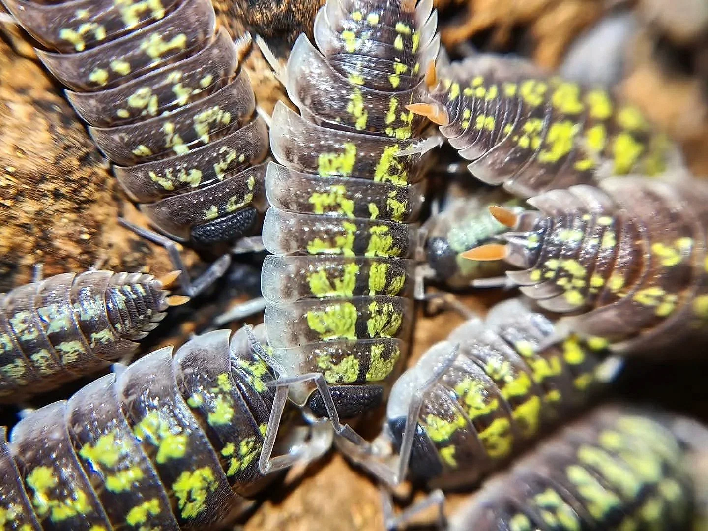 Porcellio Red Uropods/Orange Stick Isopods