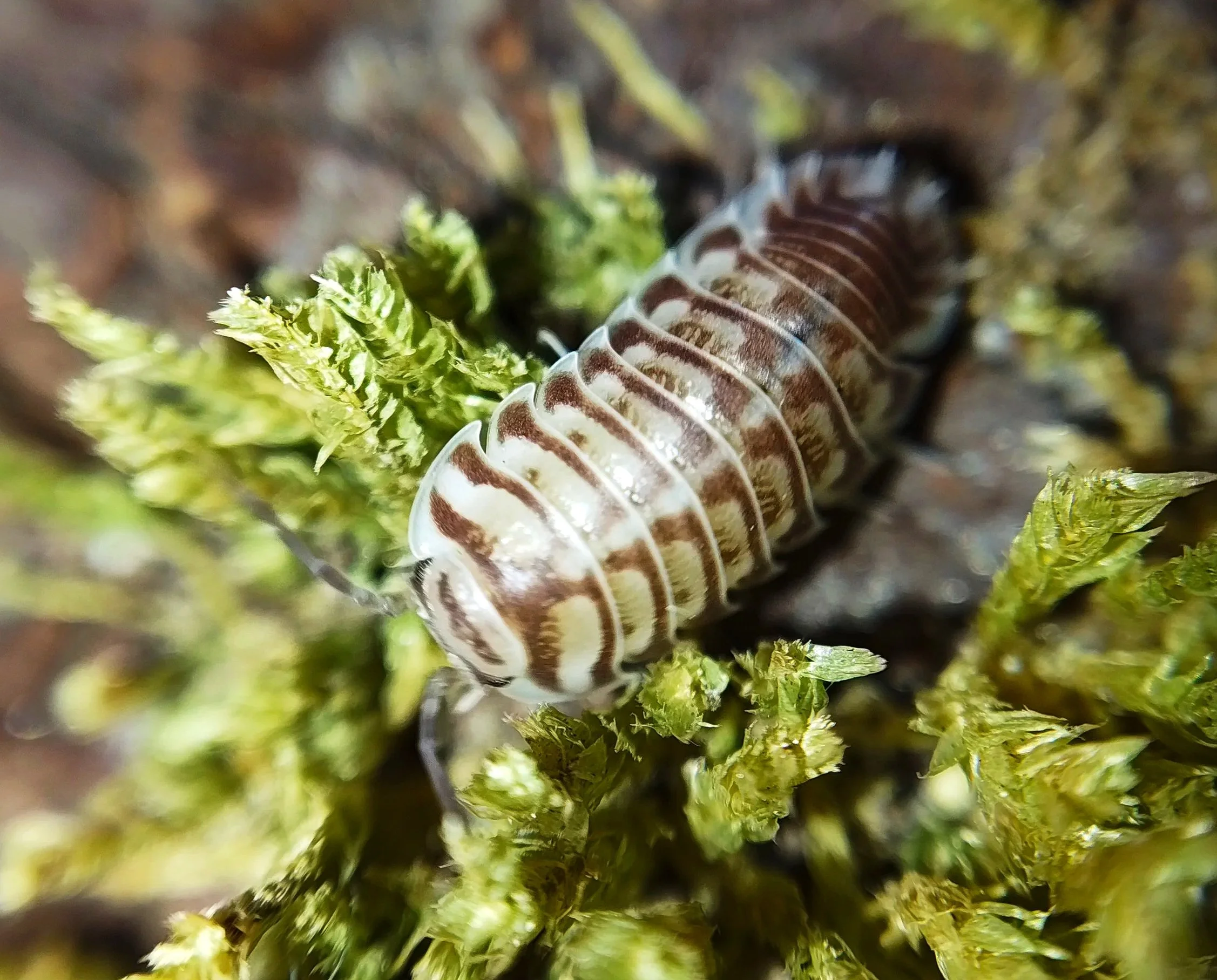 xeroniscus seigfriedhuberi isopods uk rare isopods for sale uk
