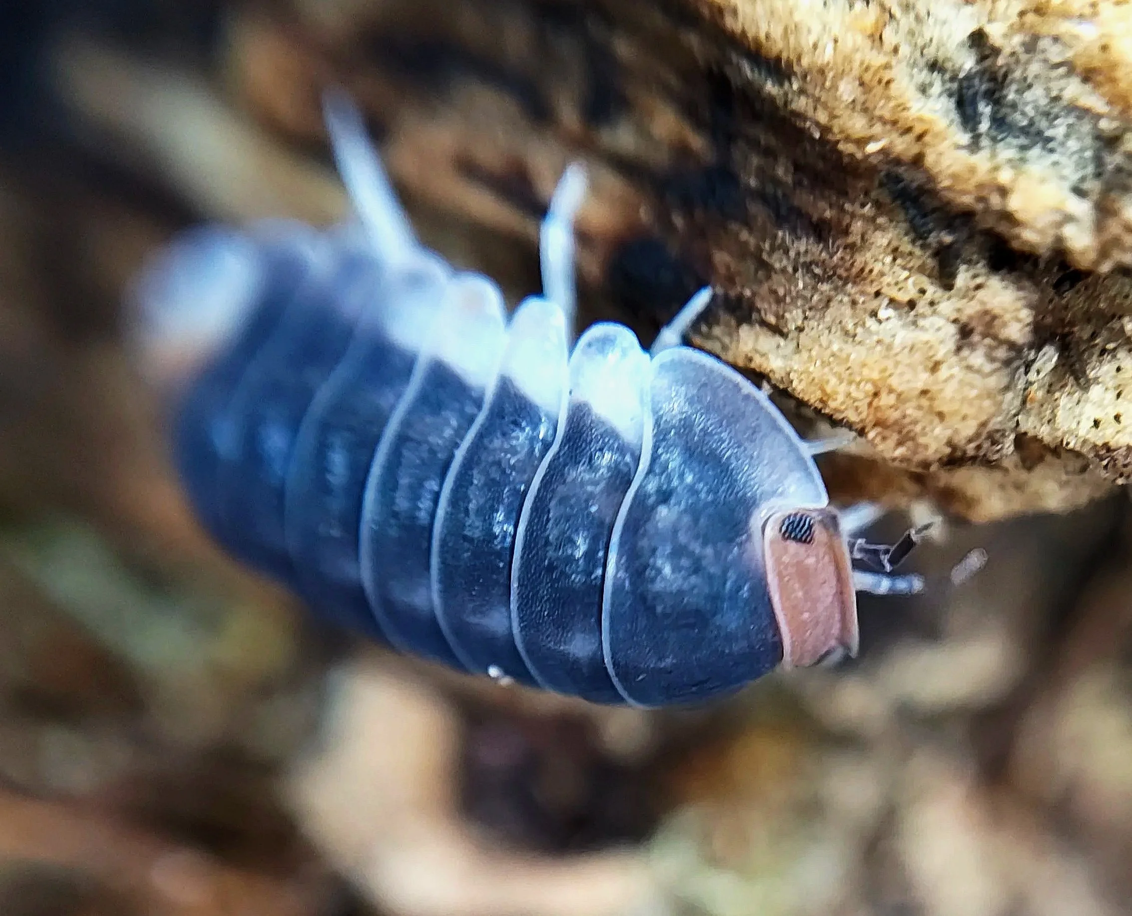 cubaris pak chong isopods for sale in the uk