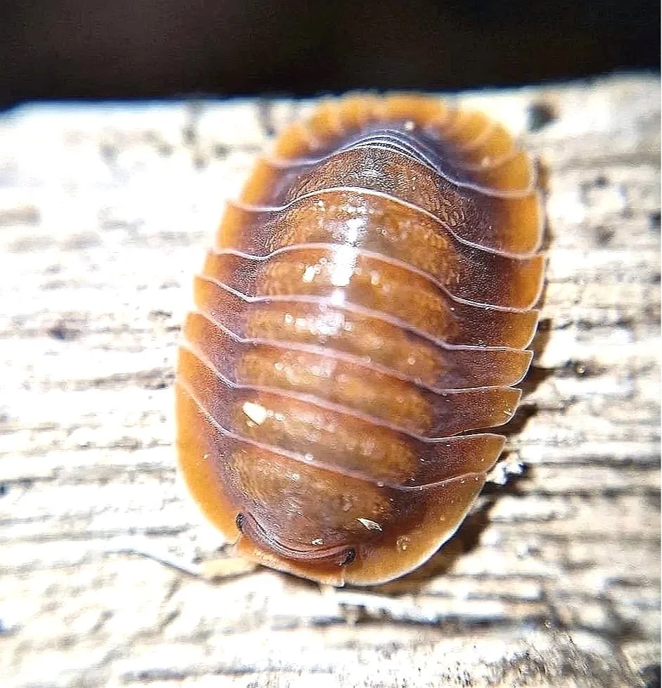 Troglodillo Vex Isopod