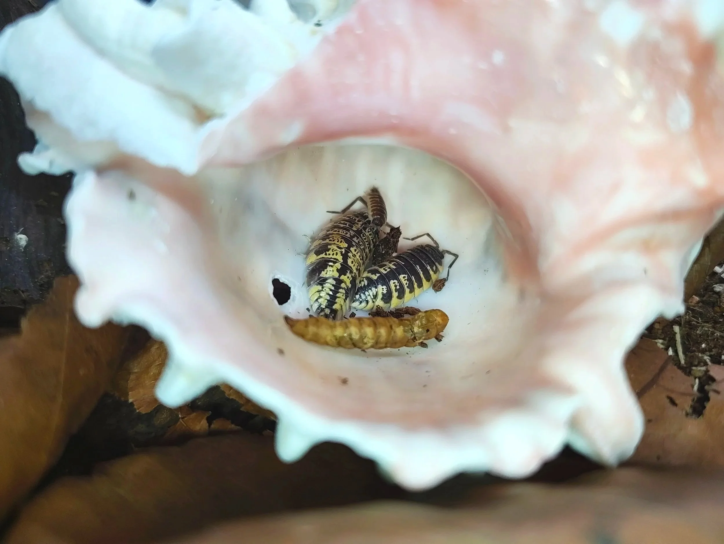pink murex shells for isopods and other inverts uk supplies for isopods