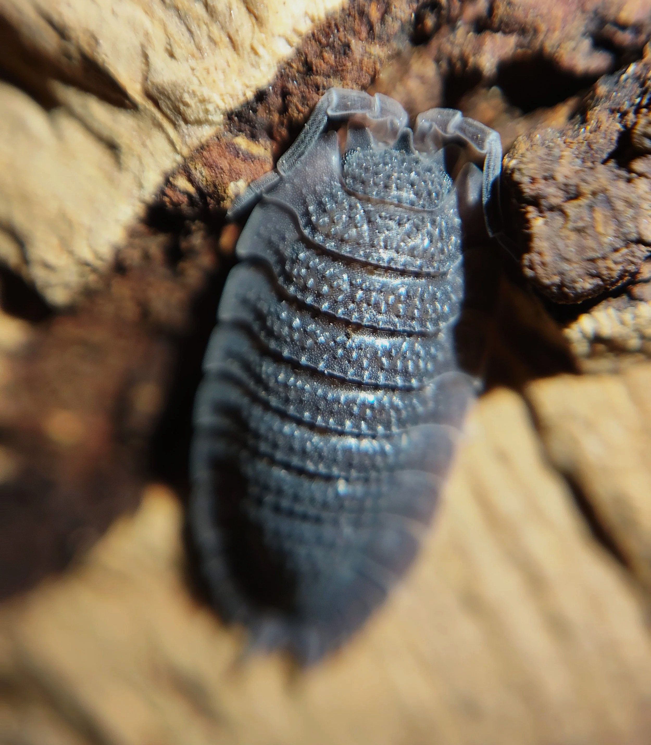 Porcellio Echinatus Shark Skin Isopod