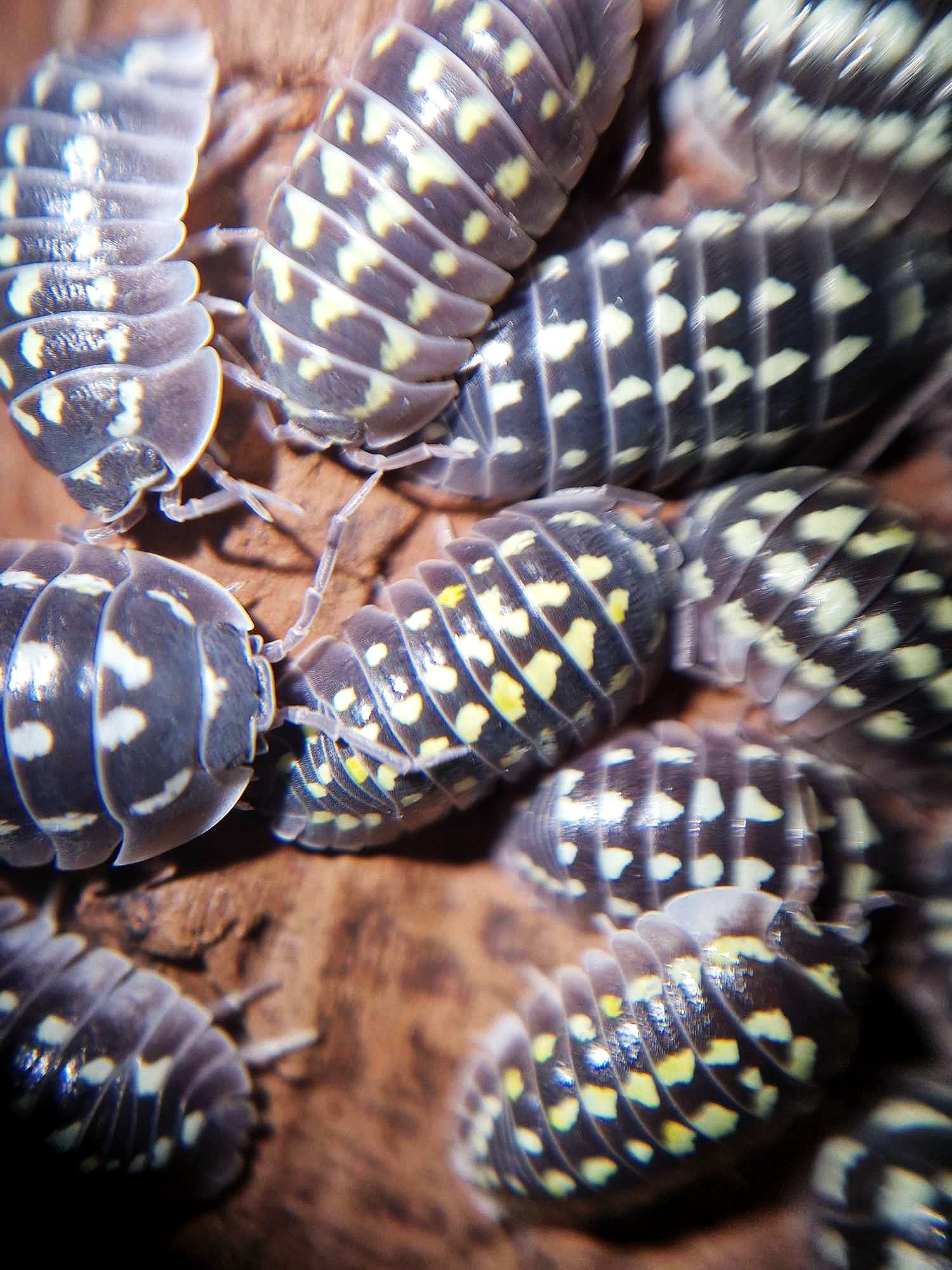 Armadillidium Gestroi White spot zinger isopods