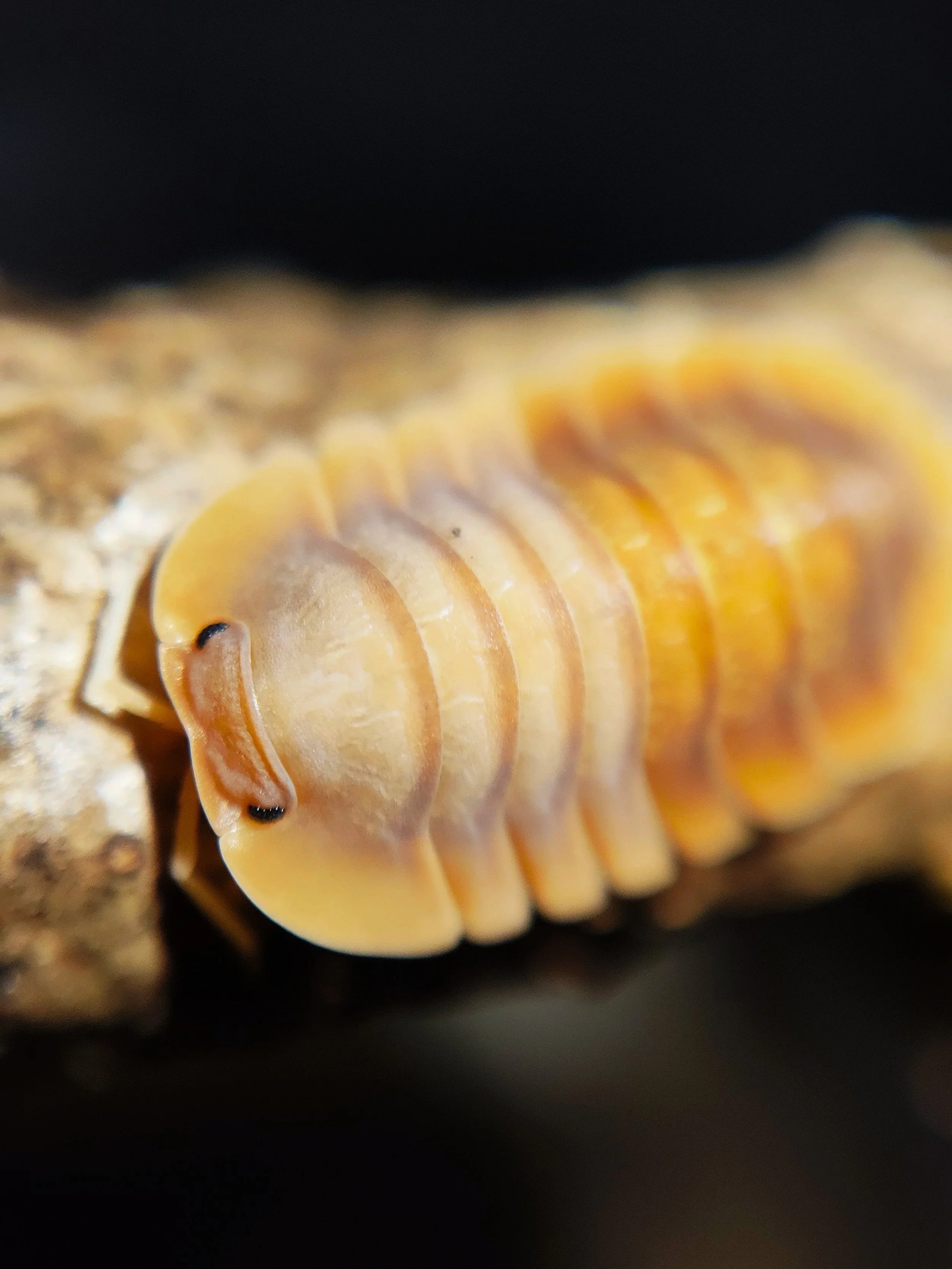 Troglodillo Vex Isopod