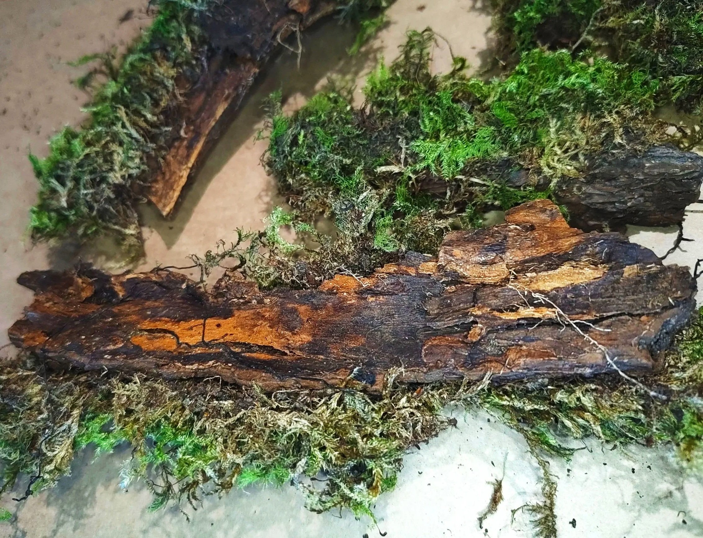 mossy bark for isopods