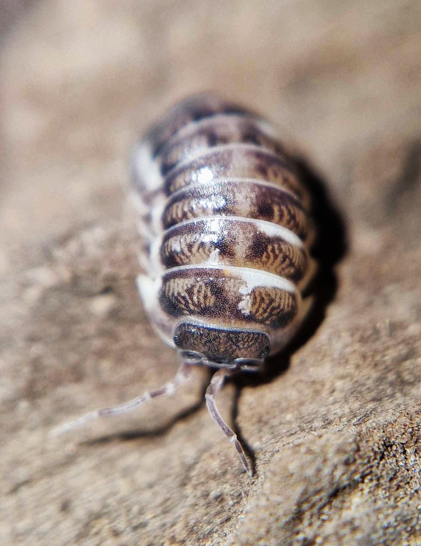 Armadillidium Corcyraeum Silver Isopod