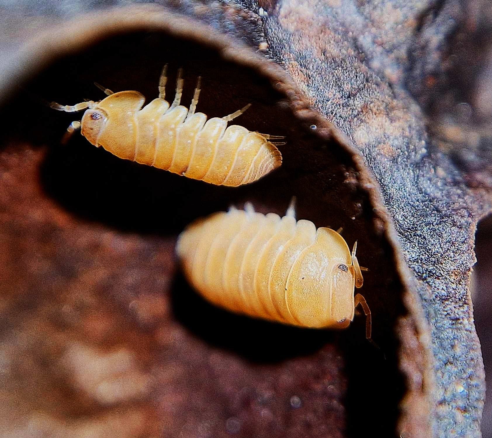 Cubaris Murina Mandarin Isopods