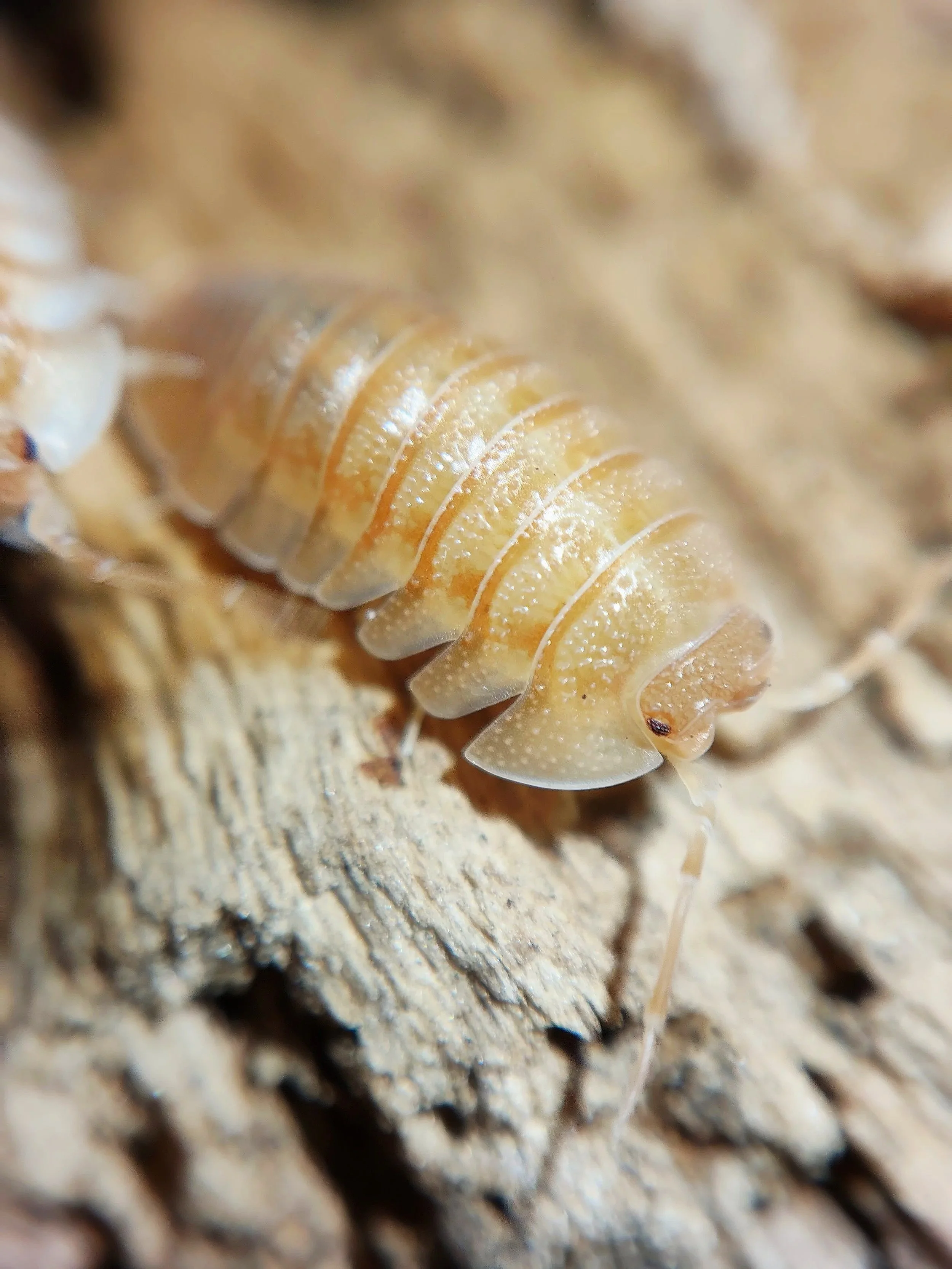 armadillidium pallasii orange isopods